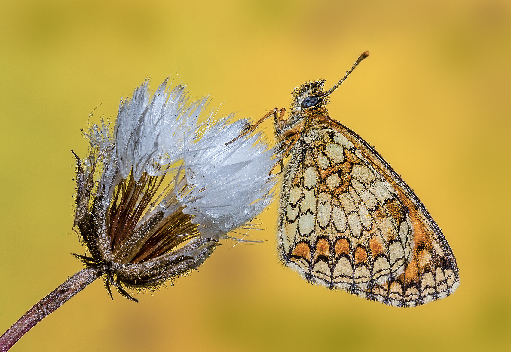 ... A classic ... the usual!