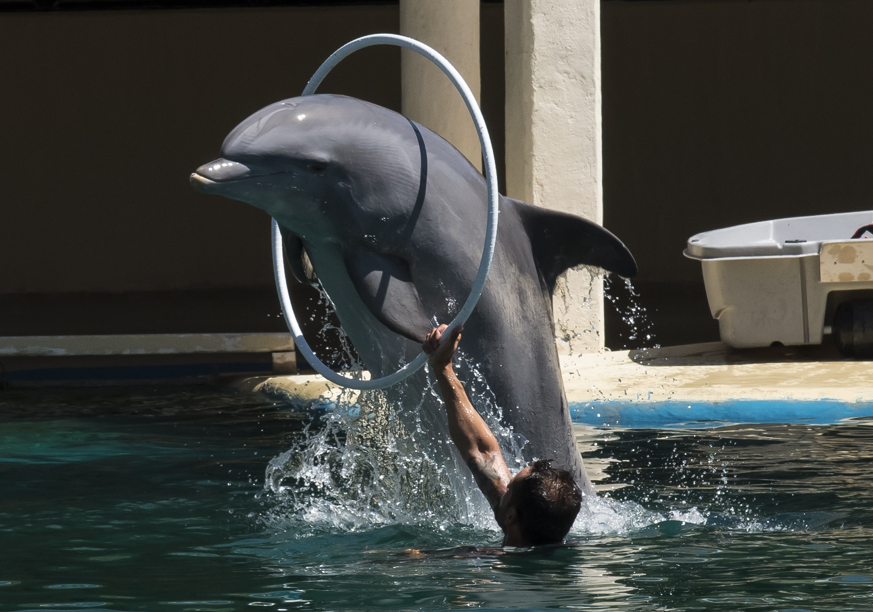 zoo di madrid- delfini