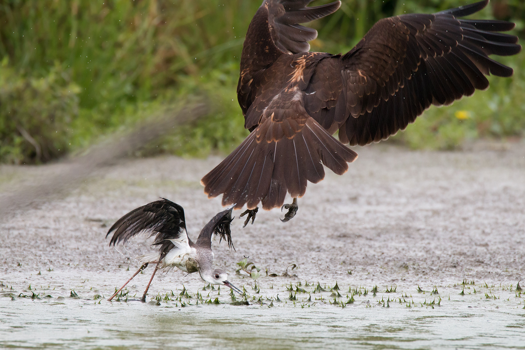 The attack of the Marsh Harrier to the young knight