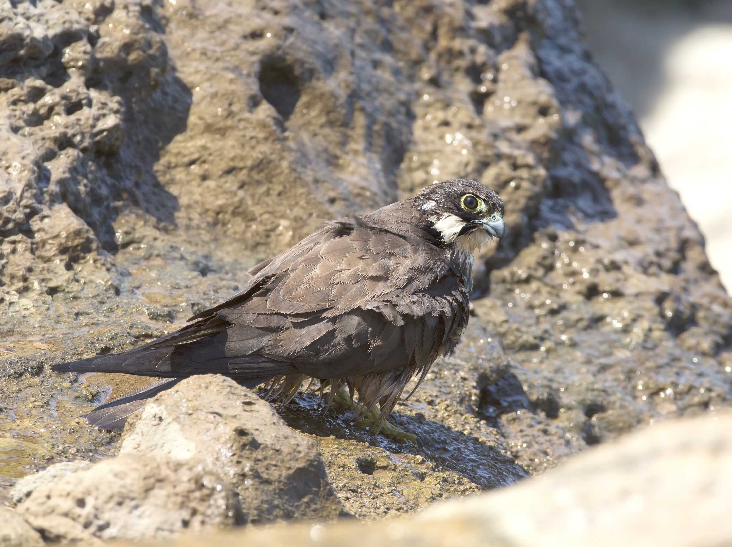 falco della regina (falco eleonorae)
