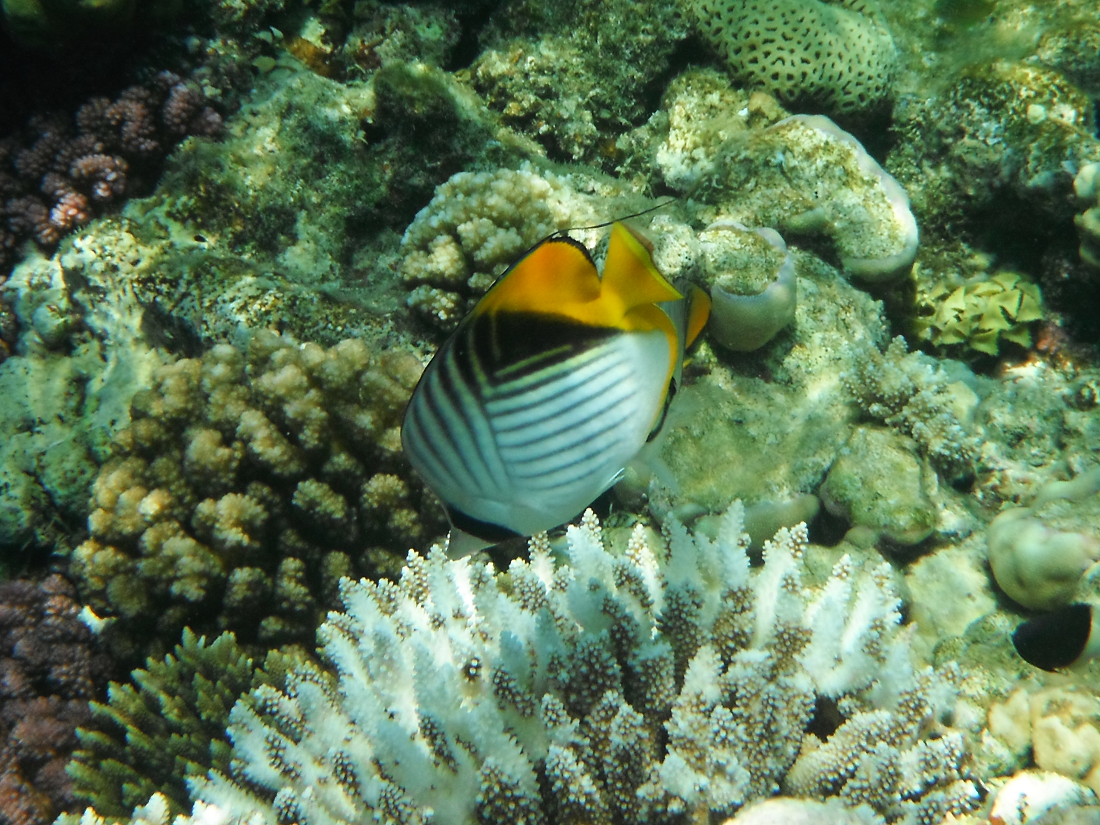 Pesce farfalla auriga