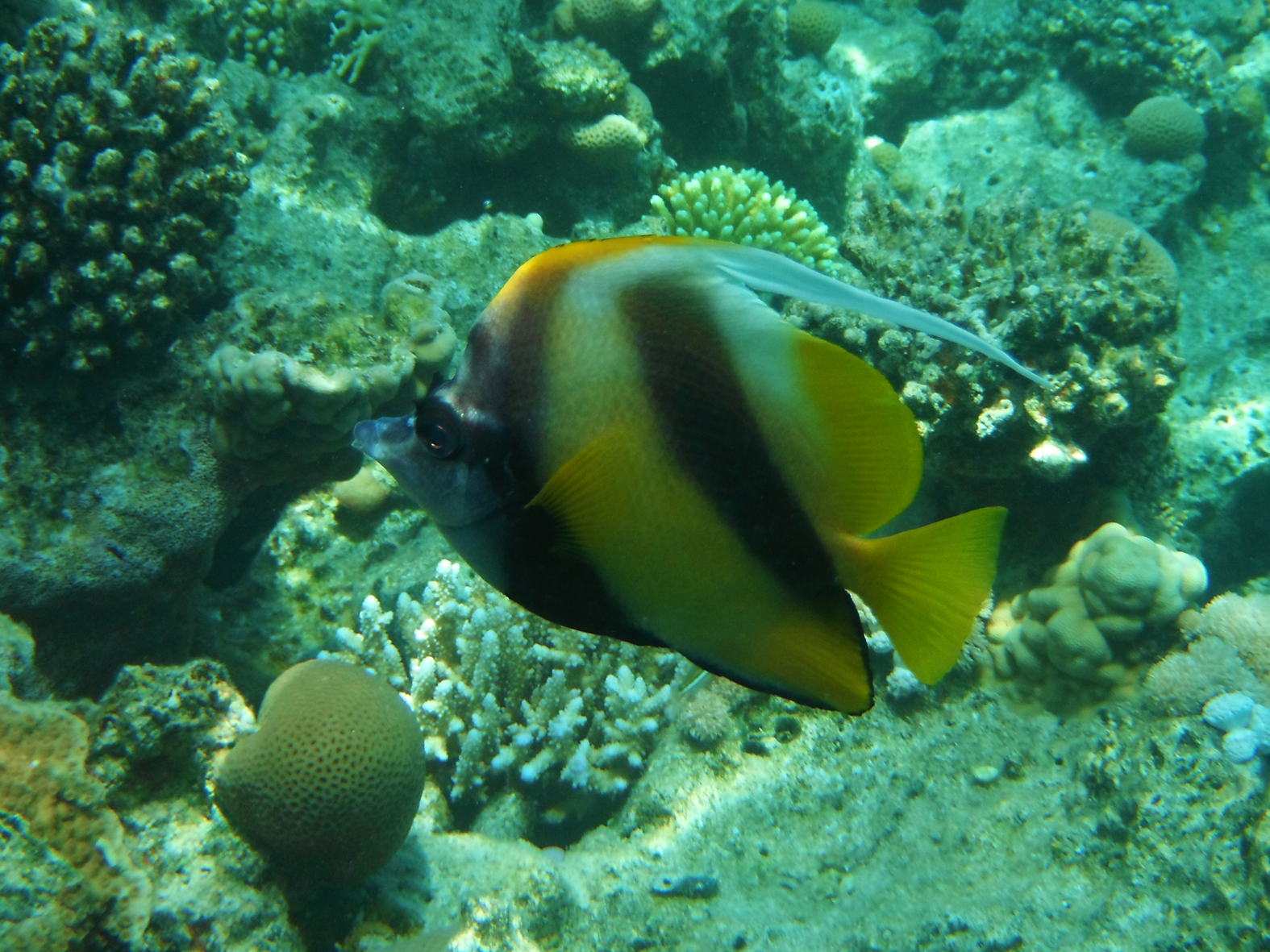 Pesce farfalla bandiera