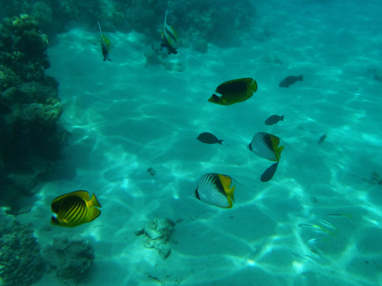 Butterflies ... flag, charioteer and banded