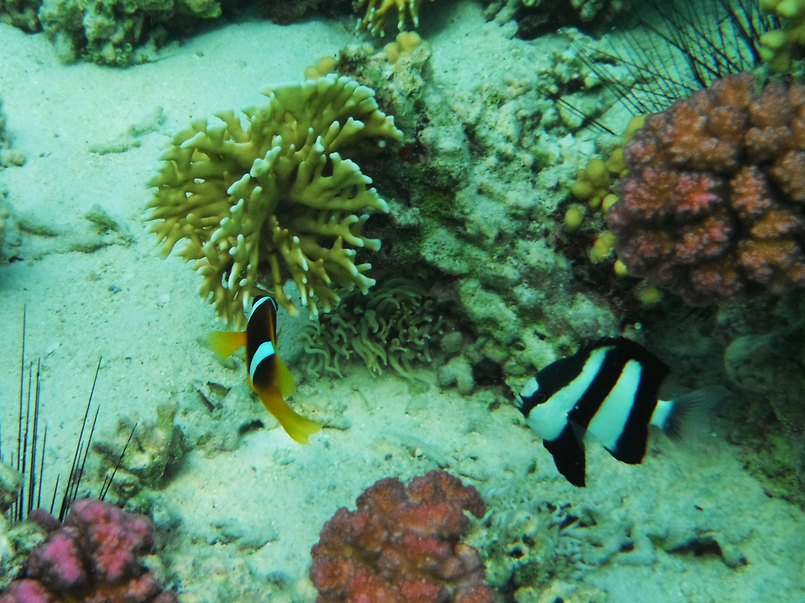 Pagliaccio e Dascyllus dalla coda bianca