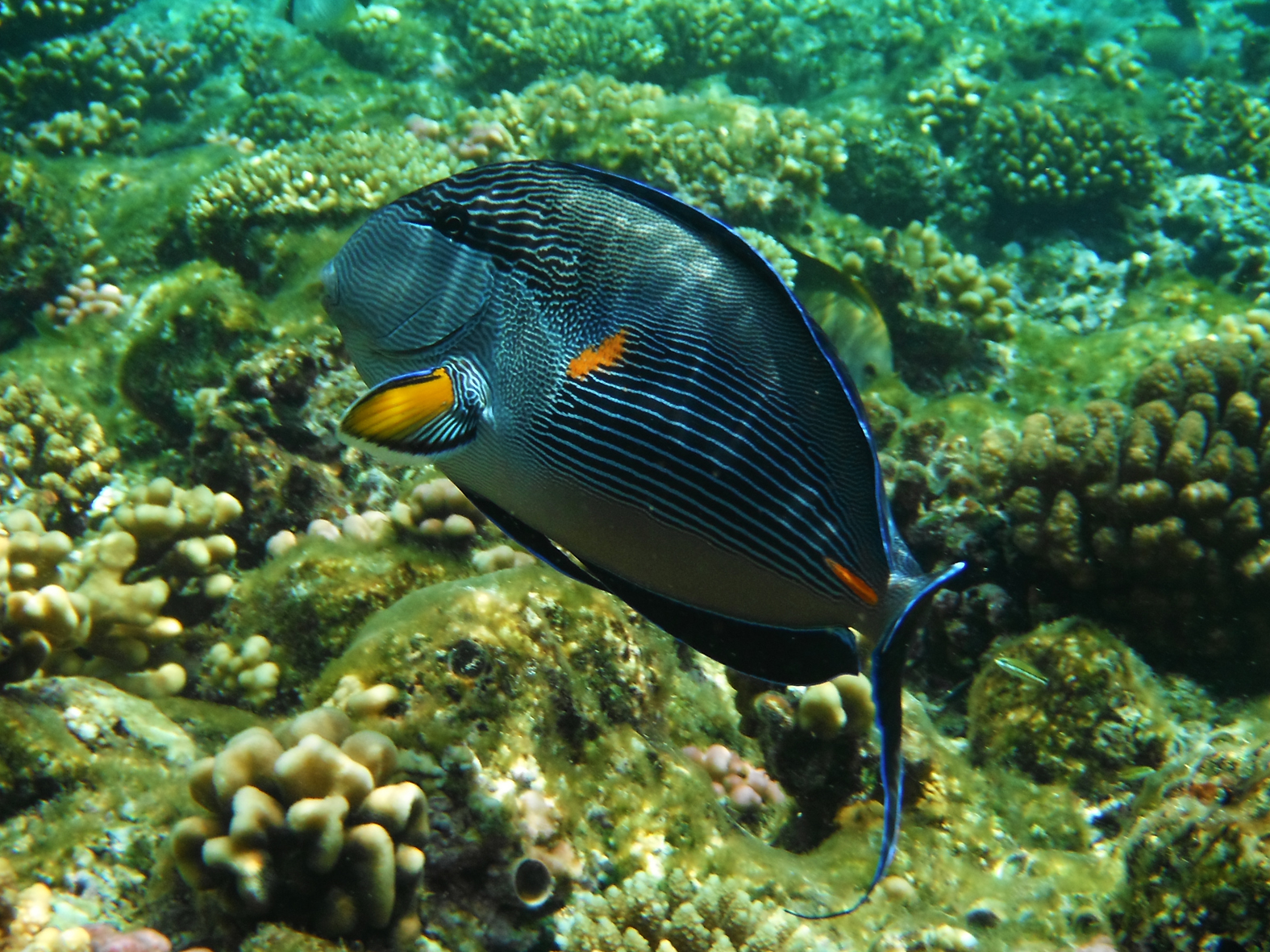 Pesce chirurgo sohal