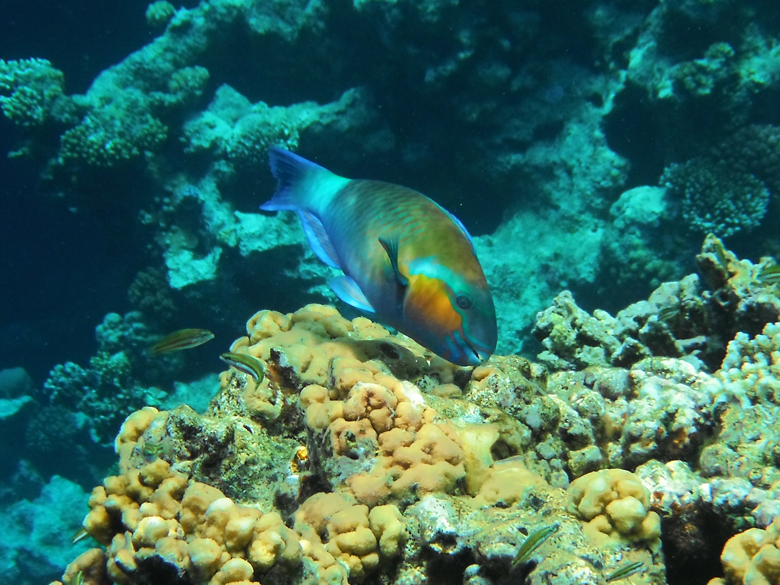 Pappagallo camuso (maschio)