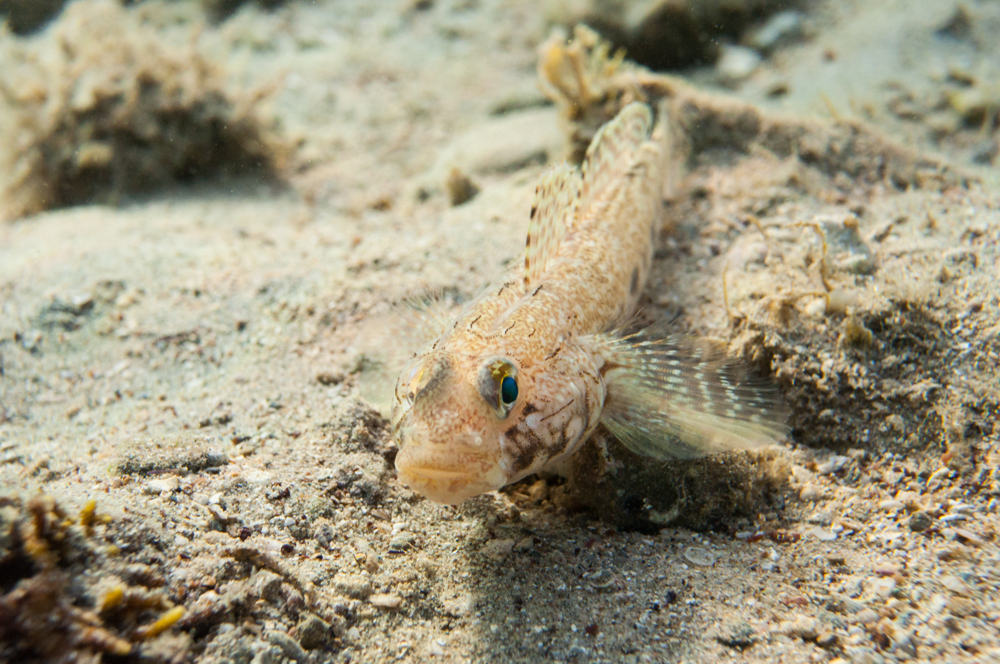 Portrait at the goby