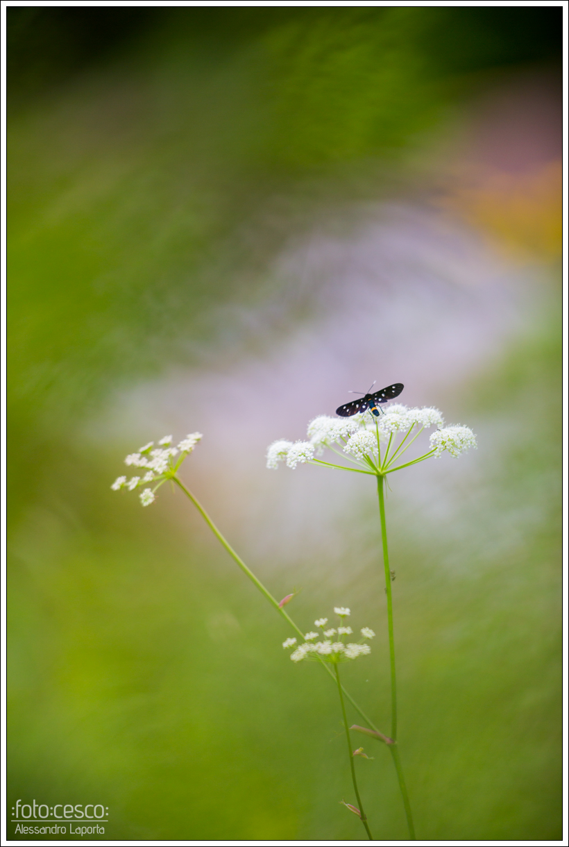 Amata phegea - Nine-spotted moth - Fegea