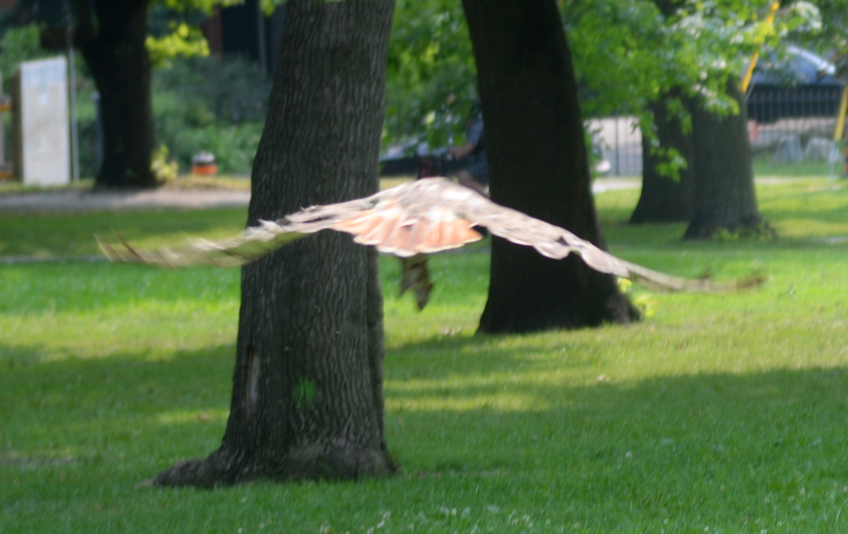 7-Dramma della fame in Queen's Park