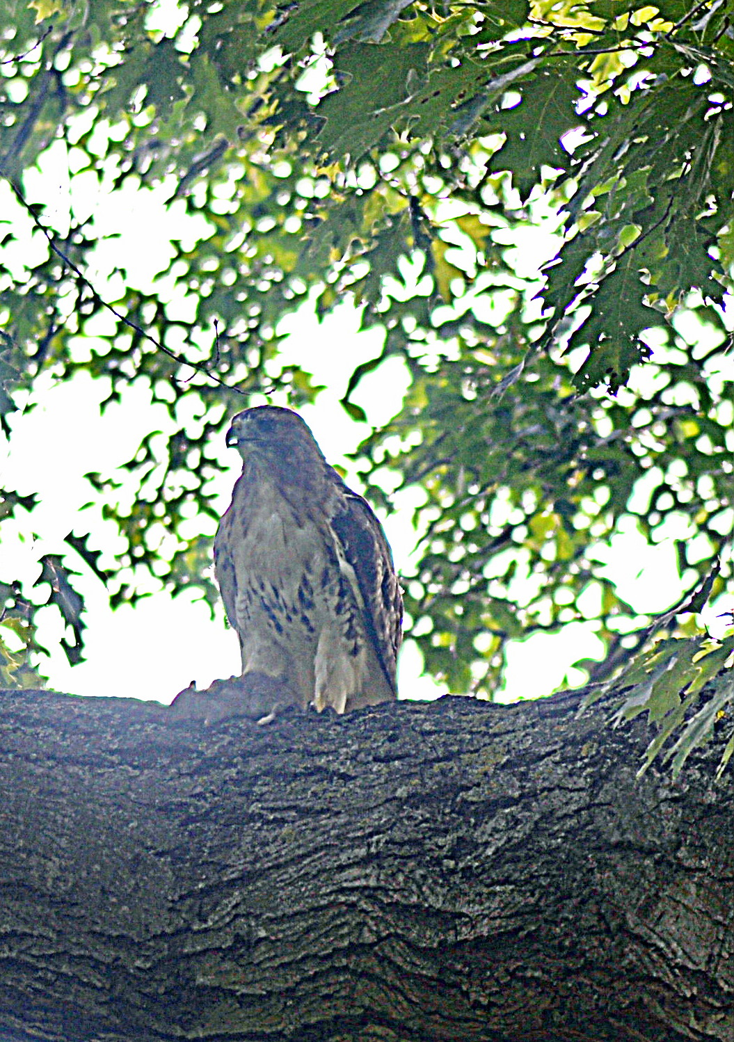 8-Dramma della fame in Queen's Park