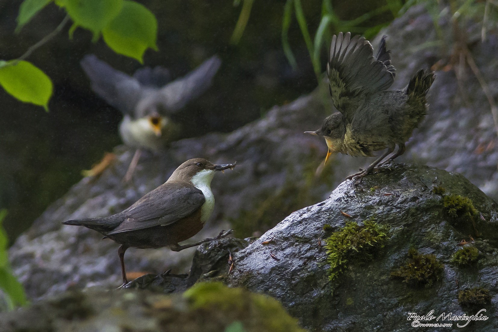 Grande lavoro sotto la cascata per l'acquaiolo.....