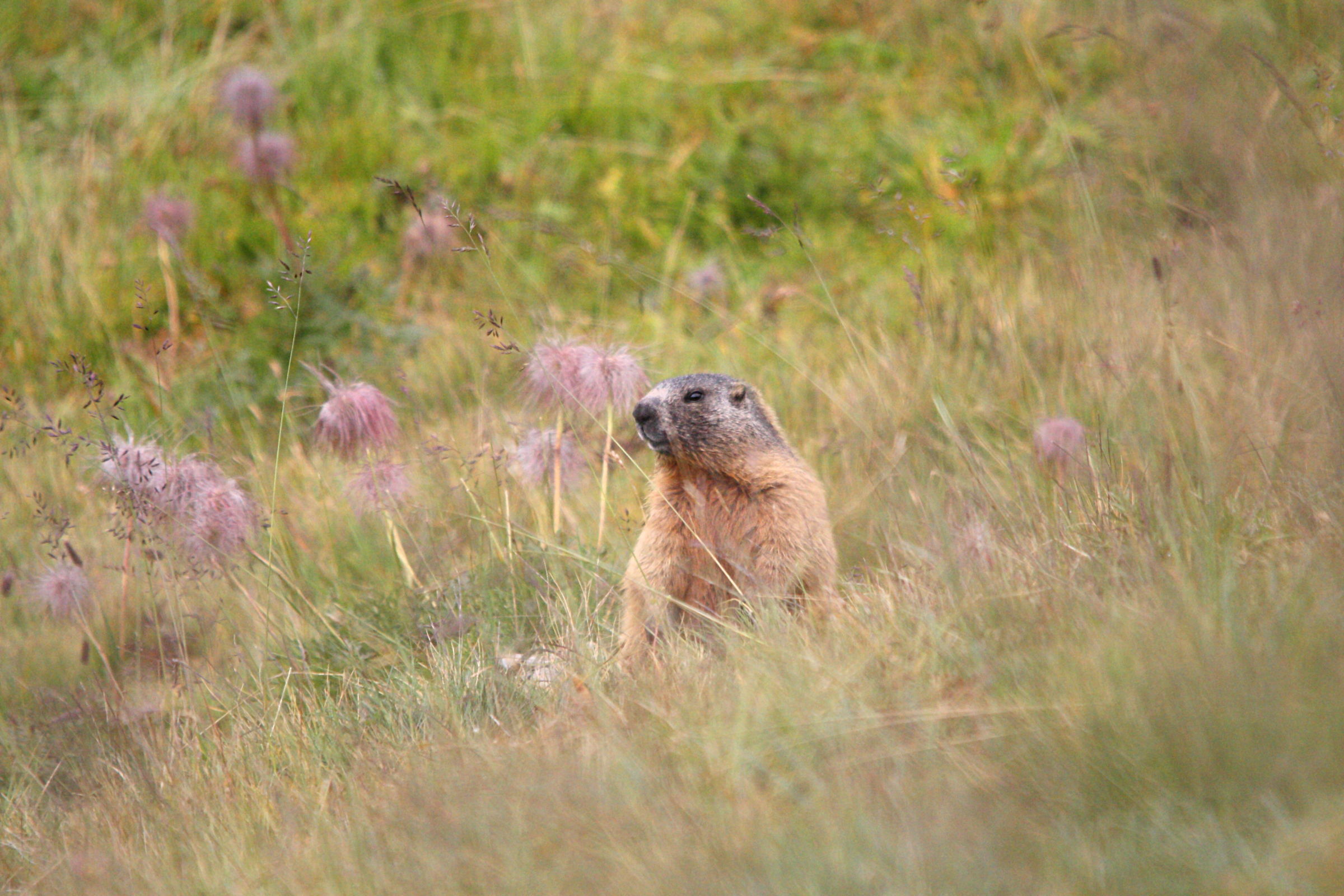 Marmotta alpina