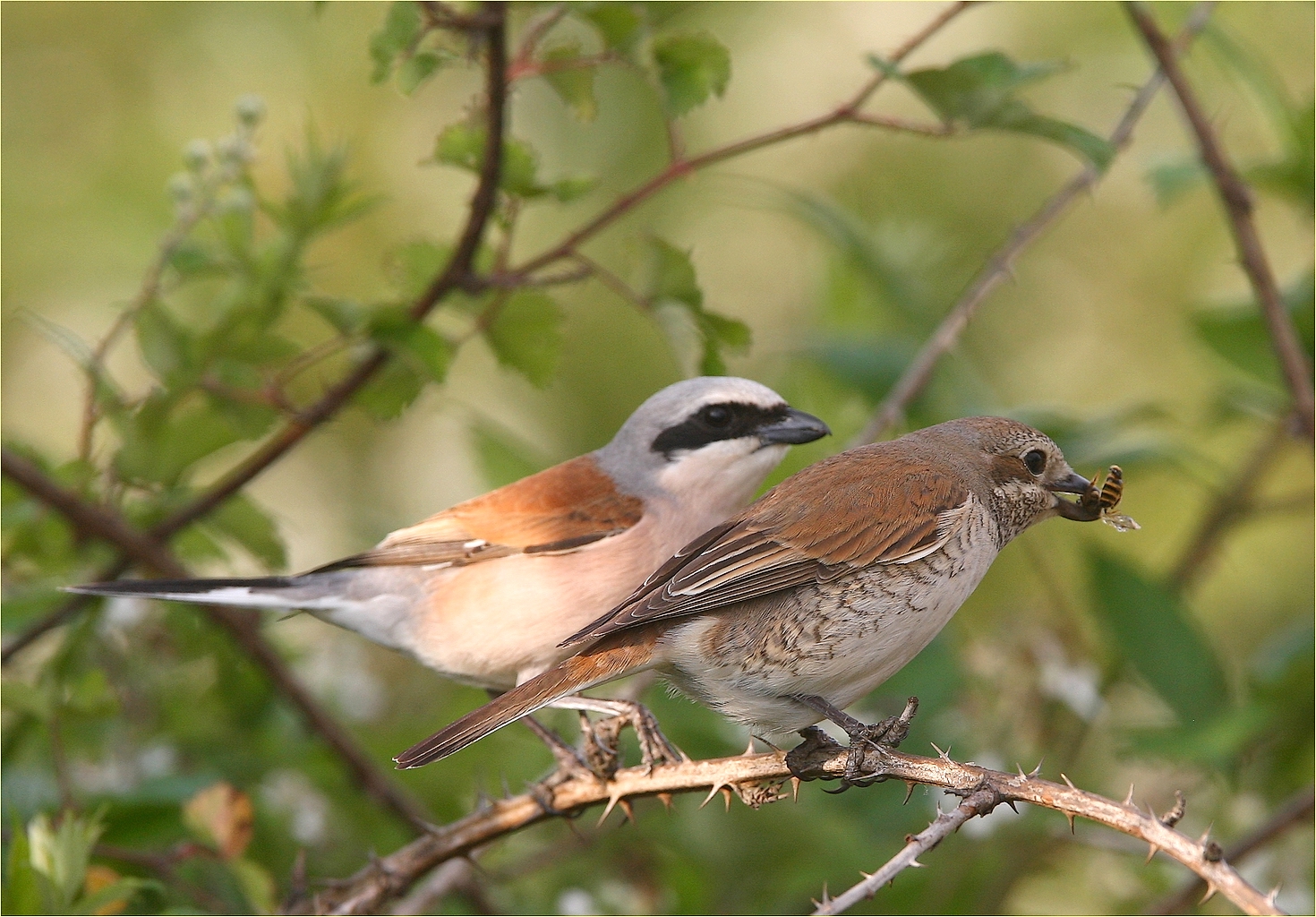 ,, corteggiamento ,,