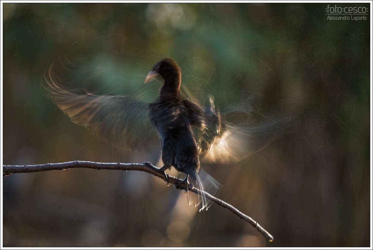 Phalacrocorax pygmeus
