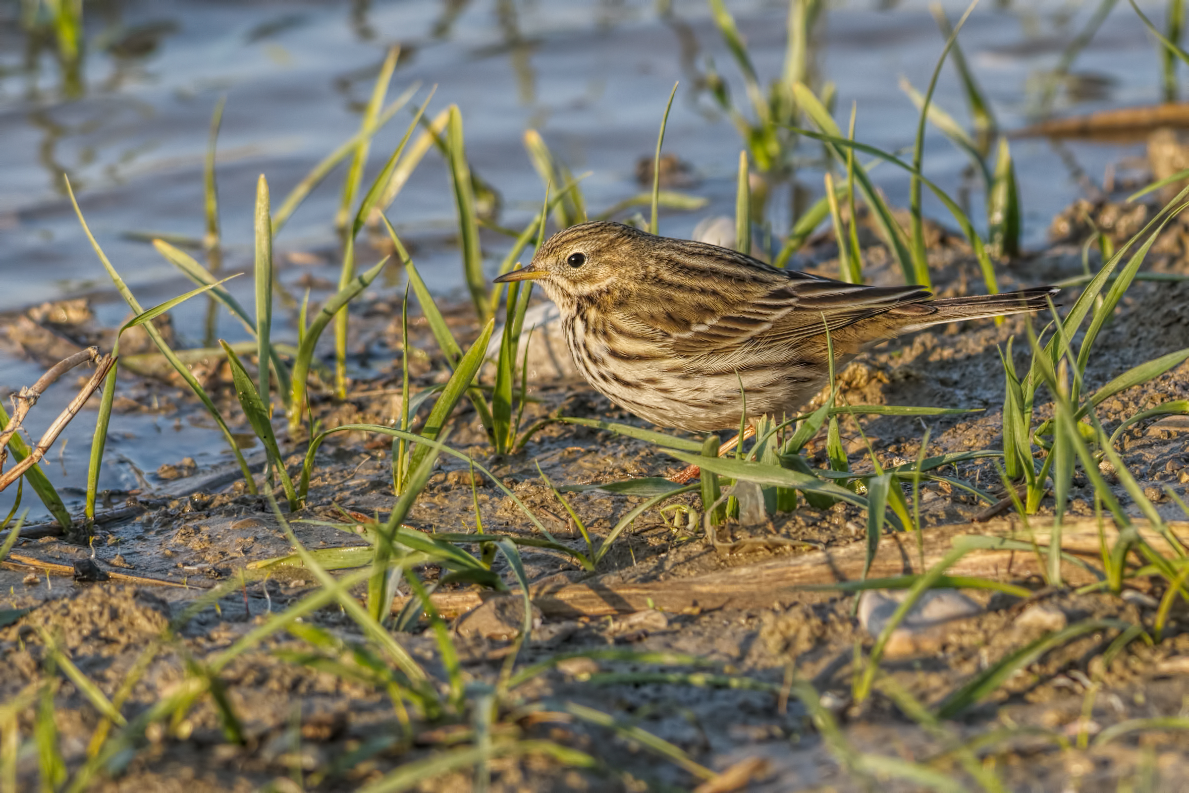 pipit (Anthus pratensis)