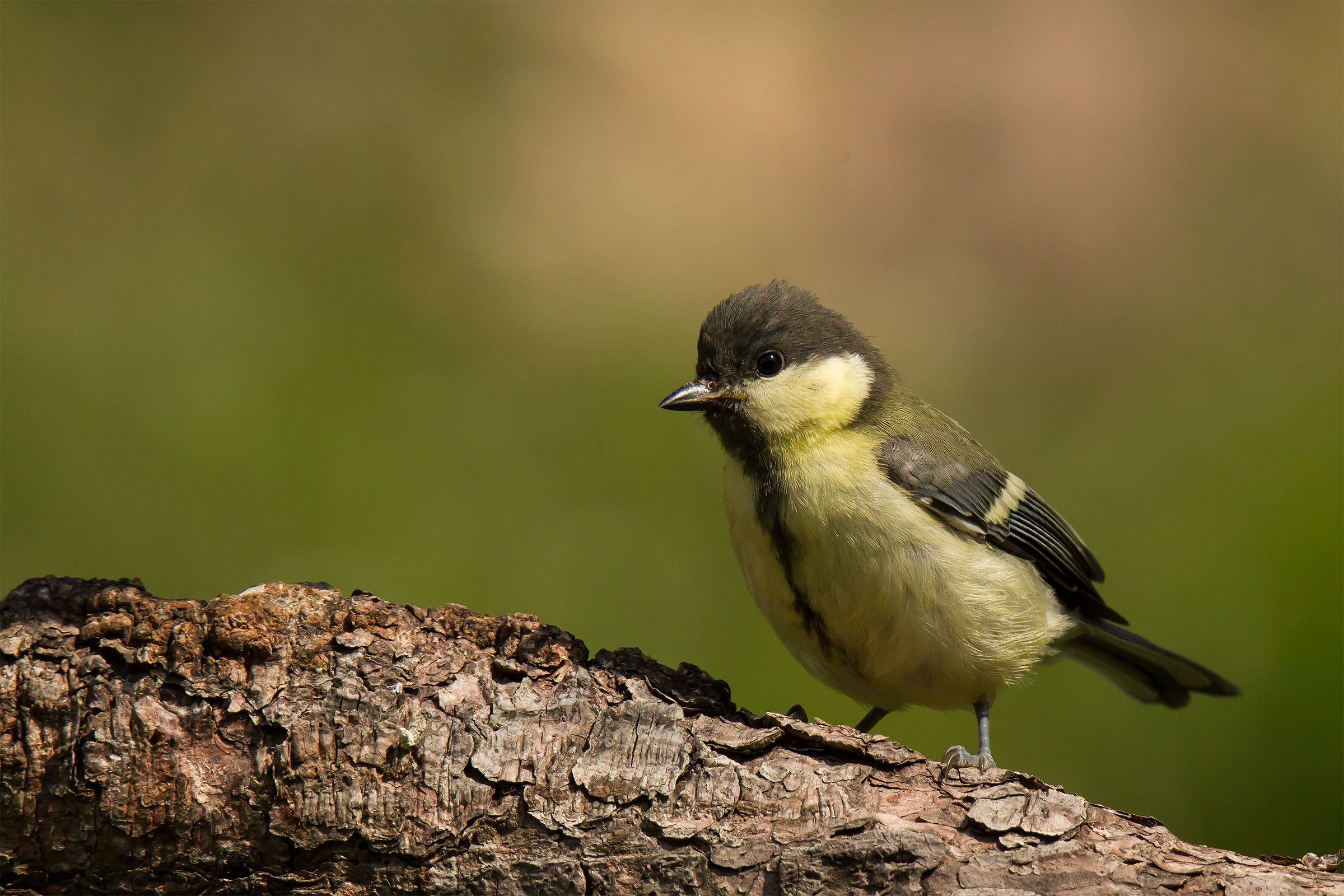 Cinciallegra giovane