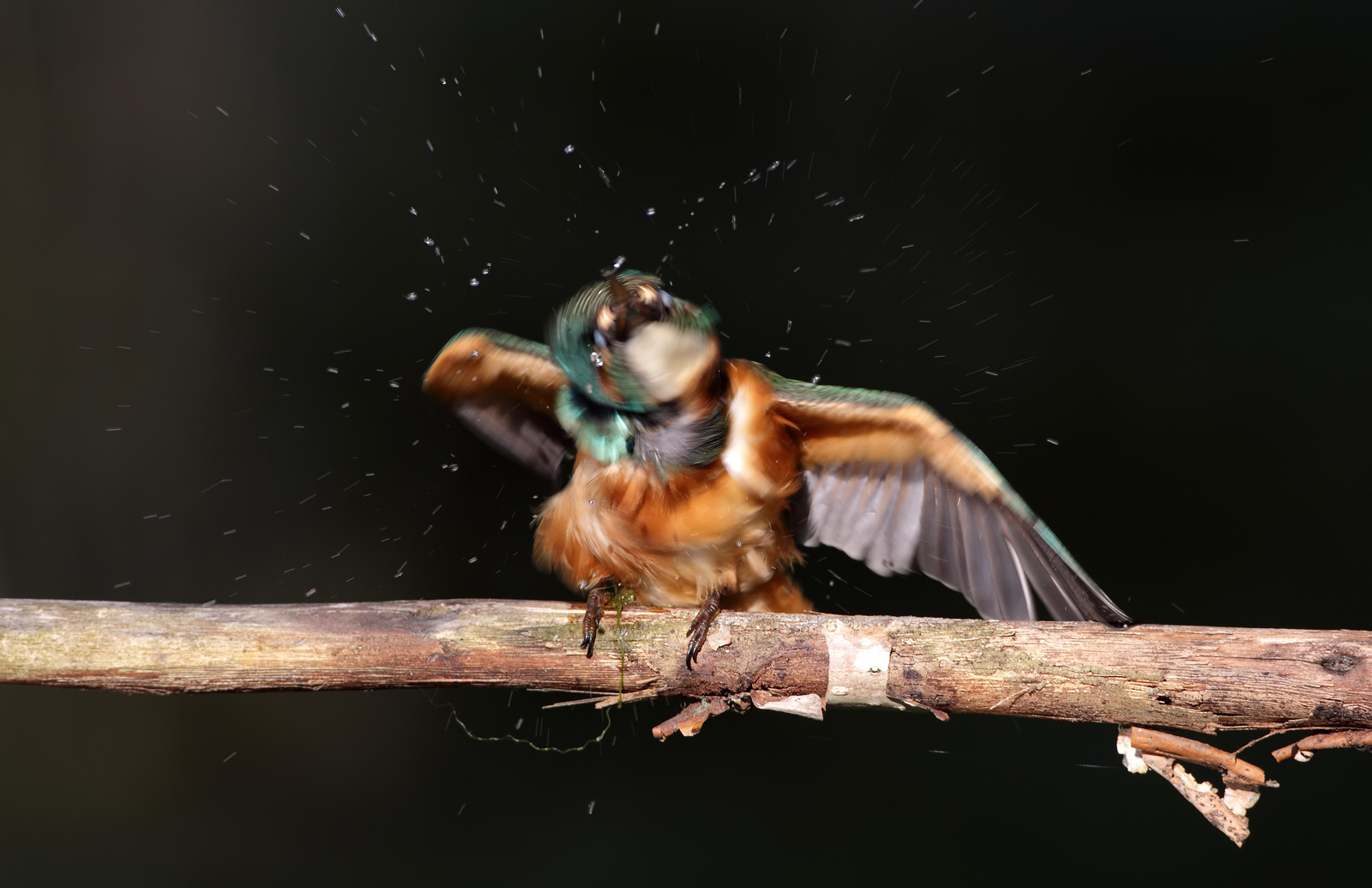 Martin pescatore sgrullata