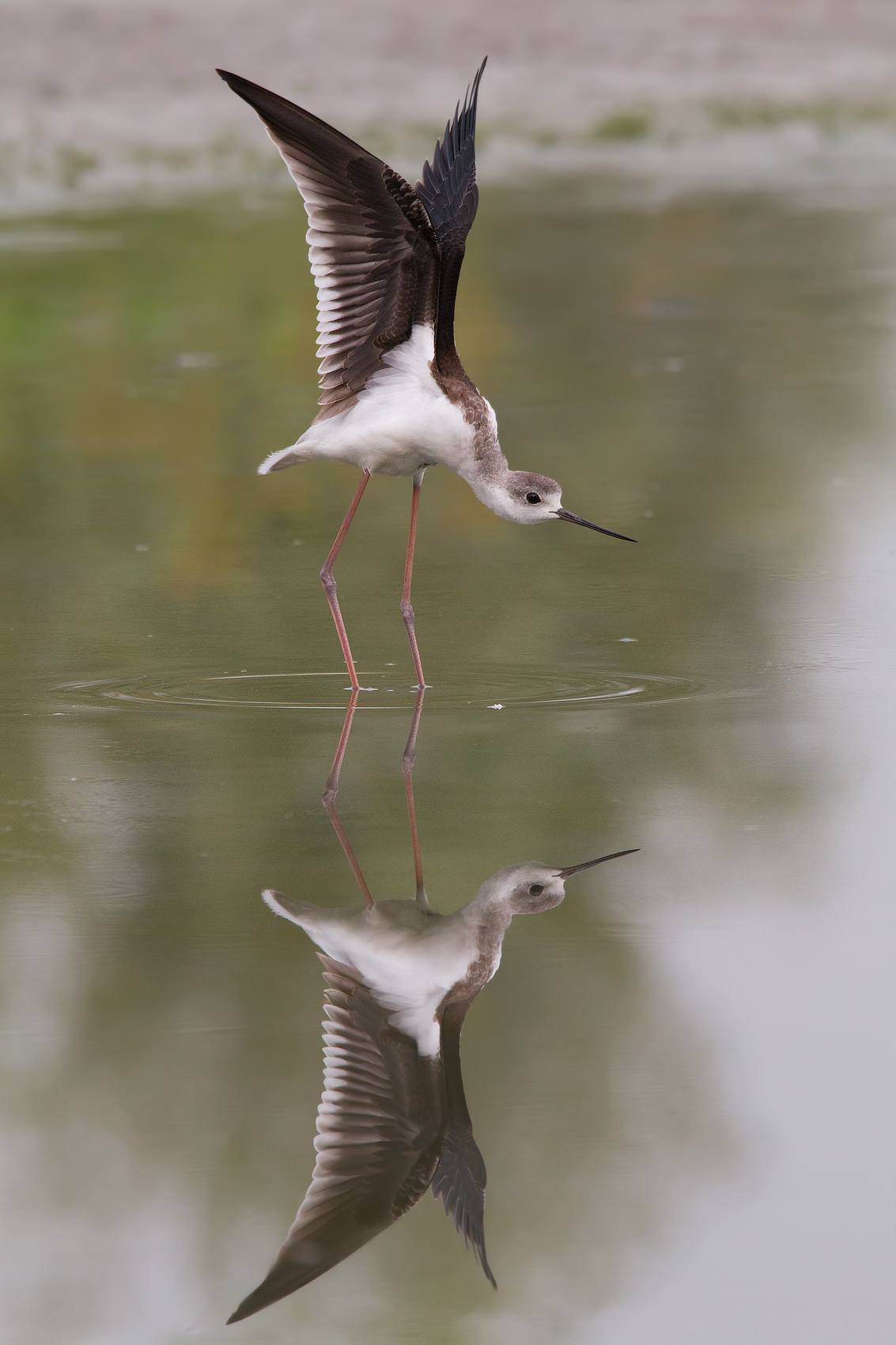 Il Cavaliere d'Italia