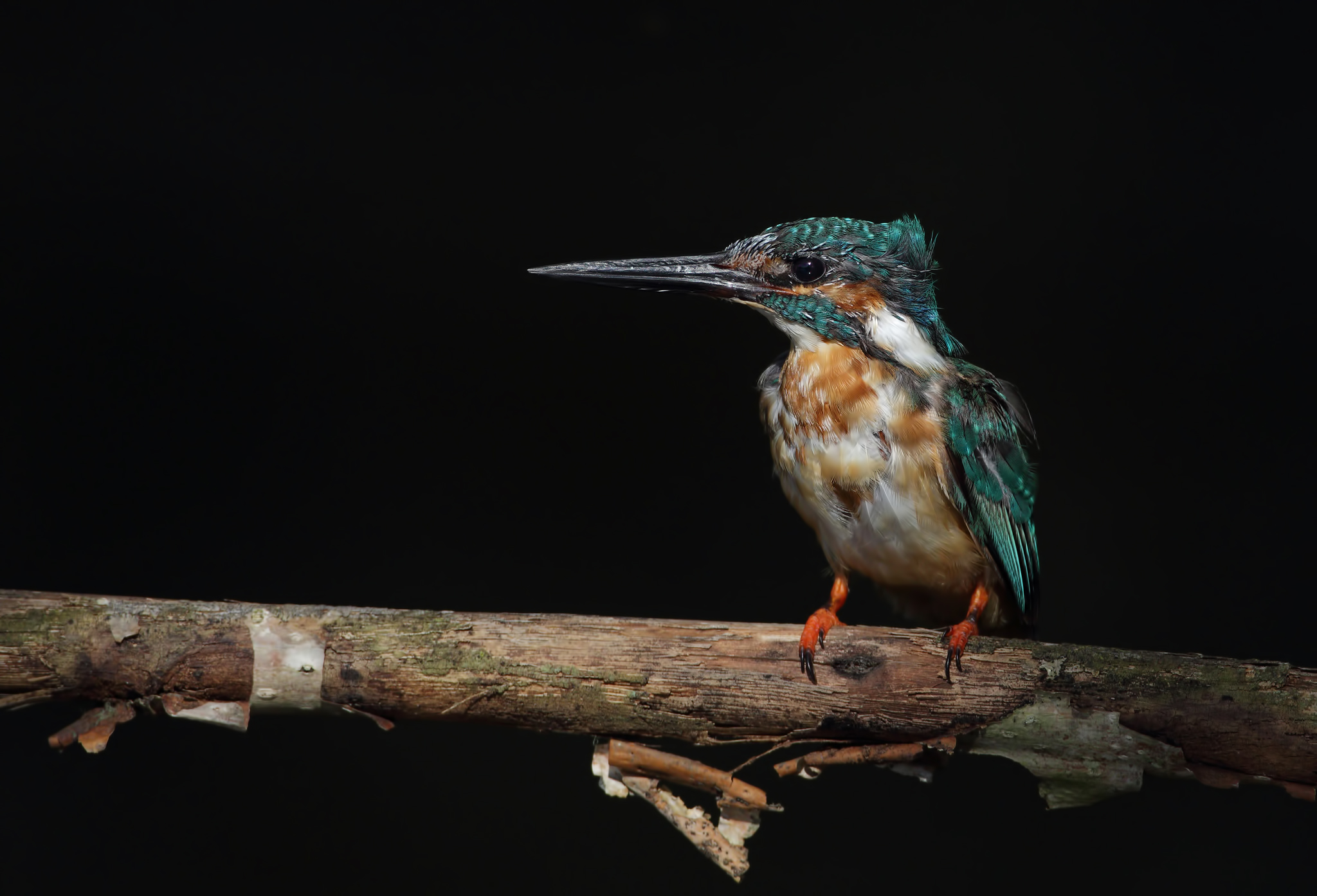 Il nonnetto della palude