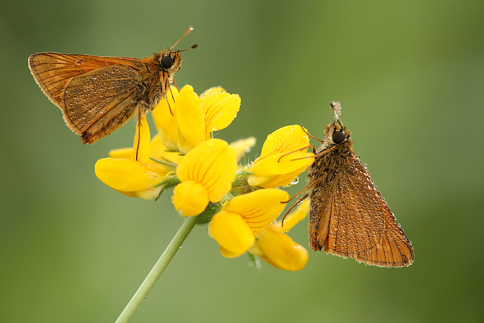 Illuminate dai primi raggi di sole