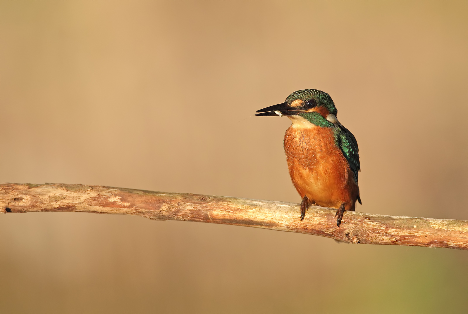 Un magrissimo bottino