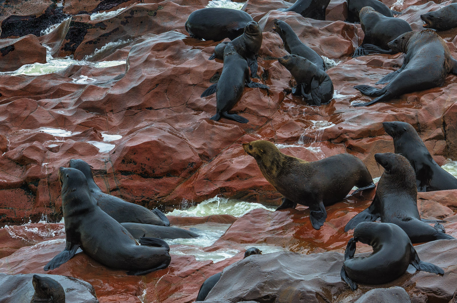Namibian Cape Fur Seal