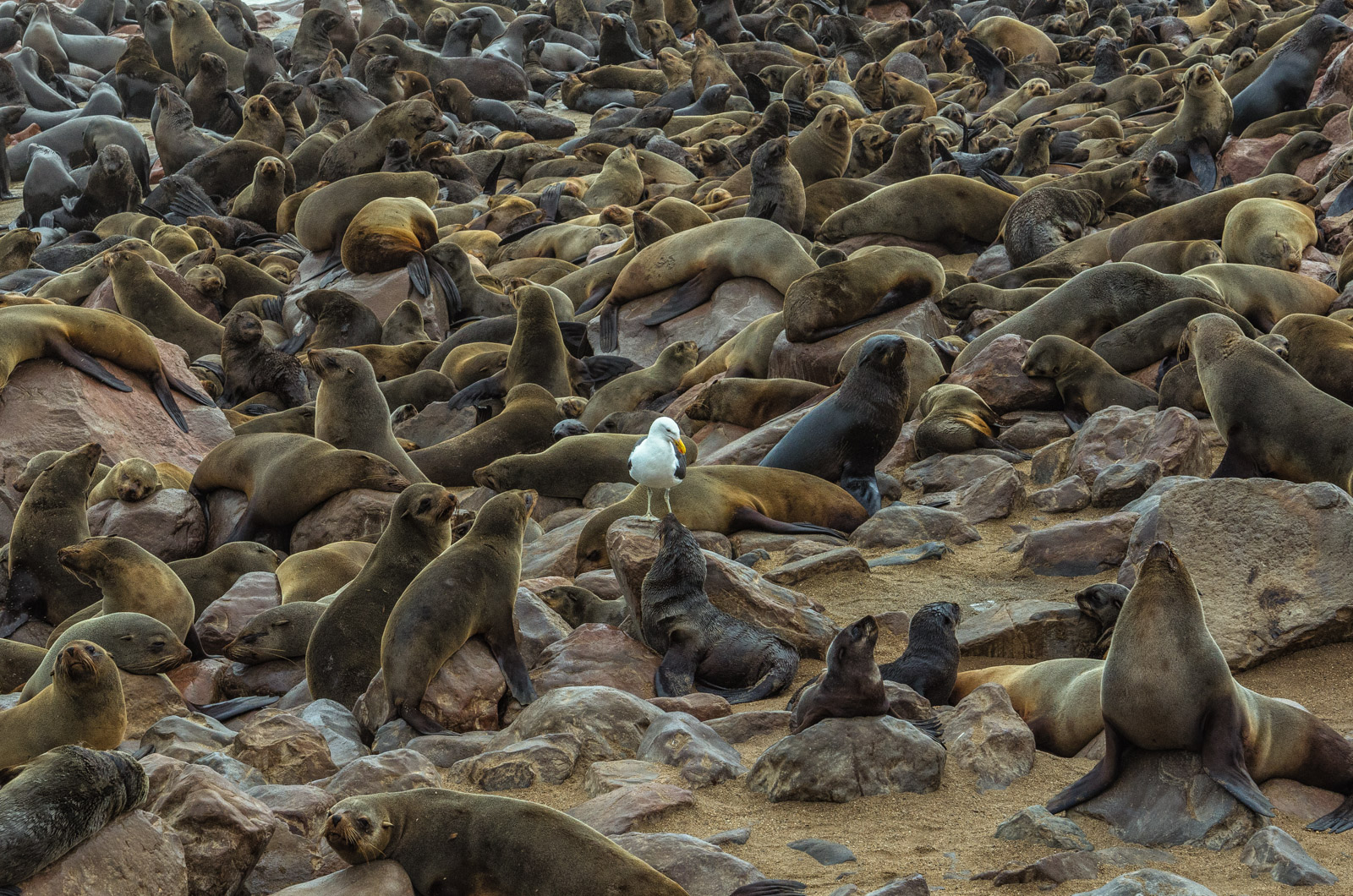 Namibian Cape Fur Seal