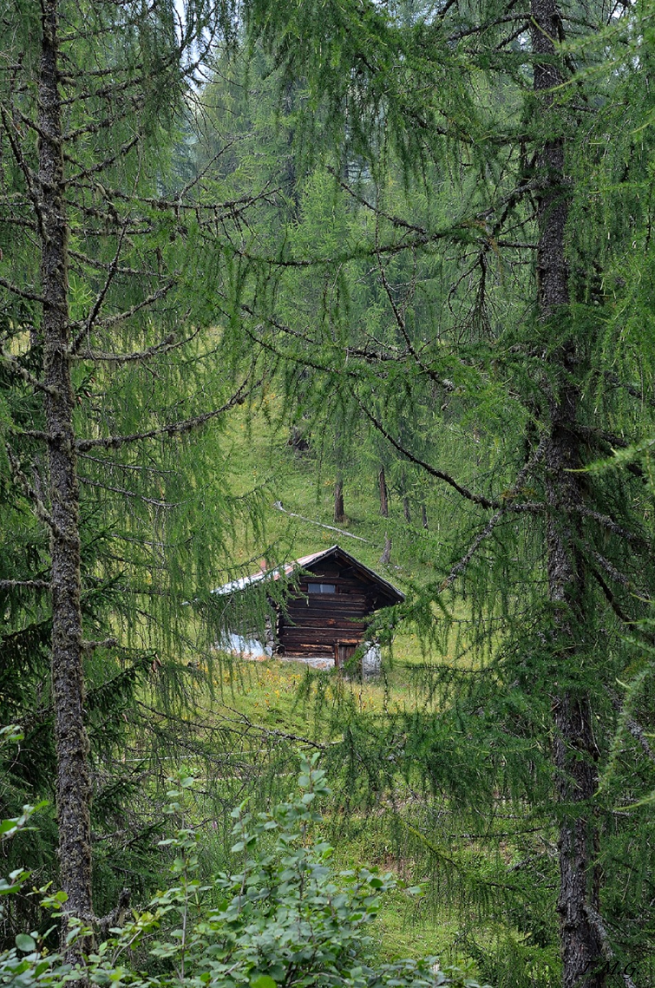 The house in the woods