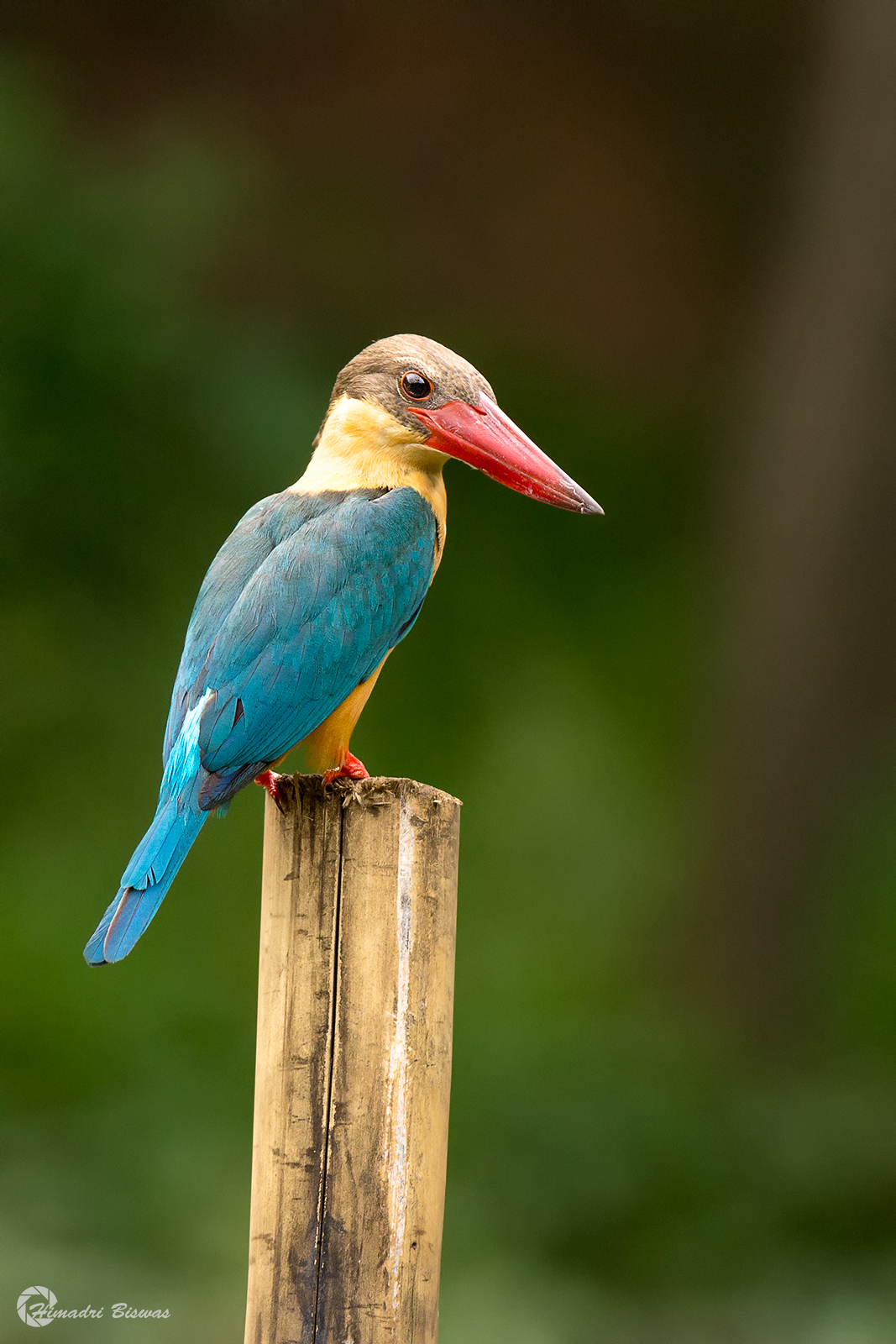 Stork-billed Kingfisher
