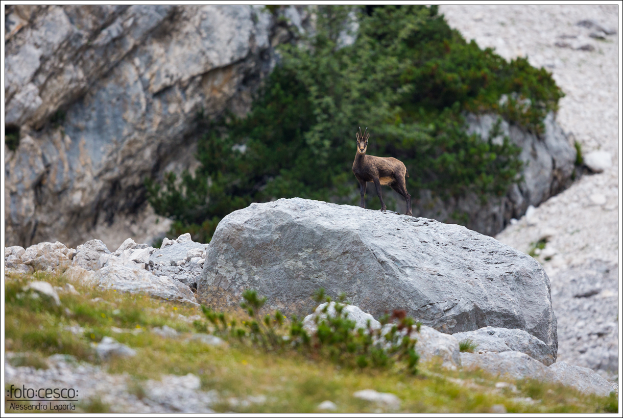 Chamois chamois - Camoscio alpino