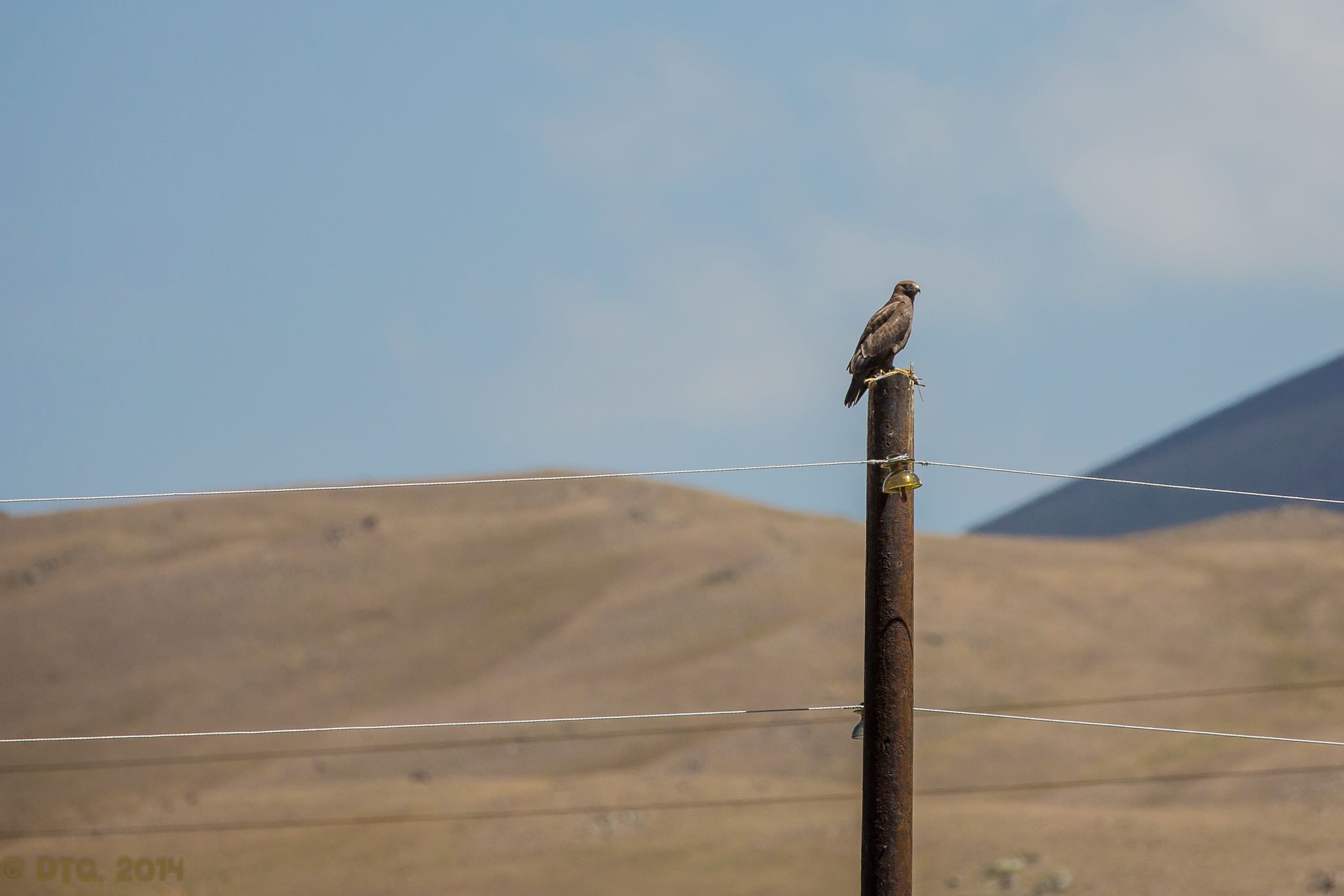 Birds of Armenia 1