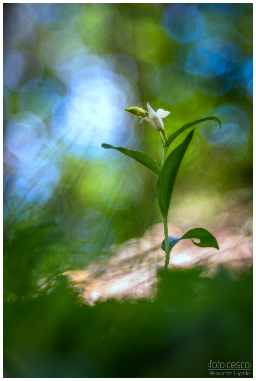 Cephalanthera damasonium