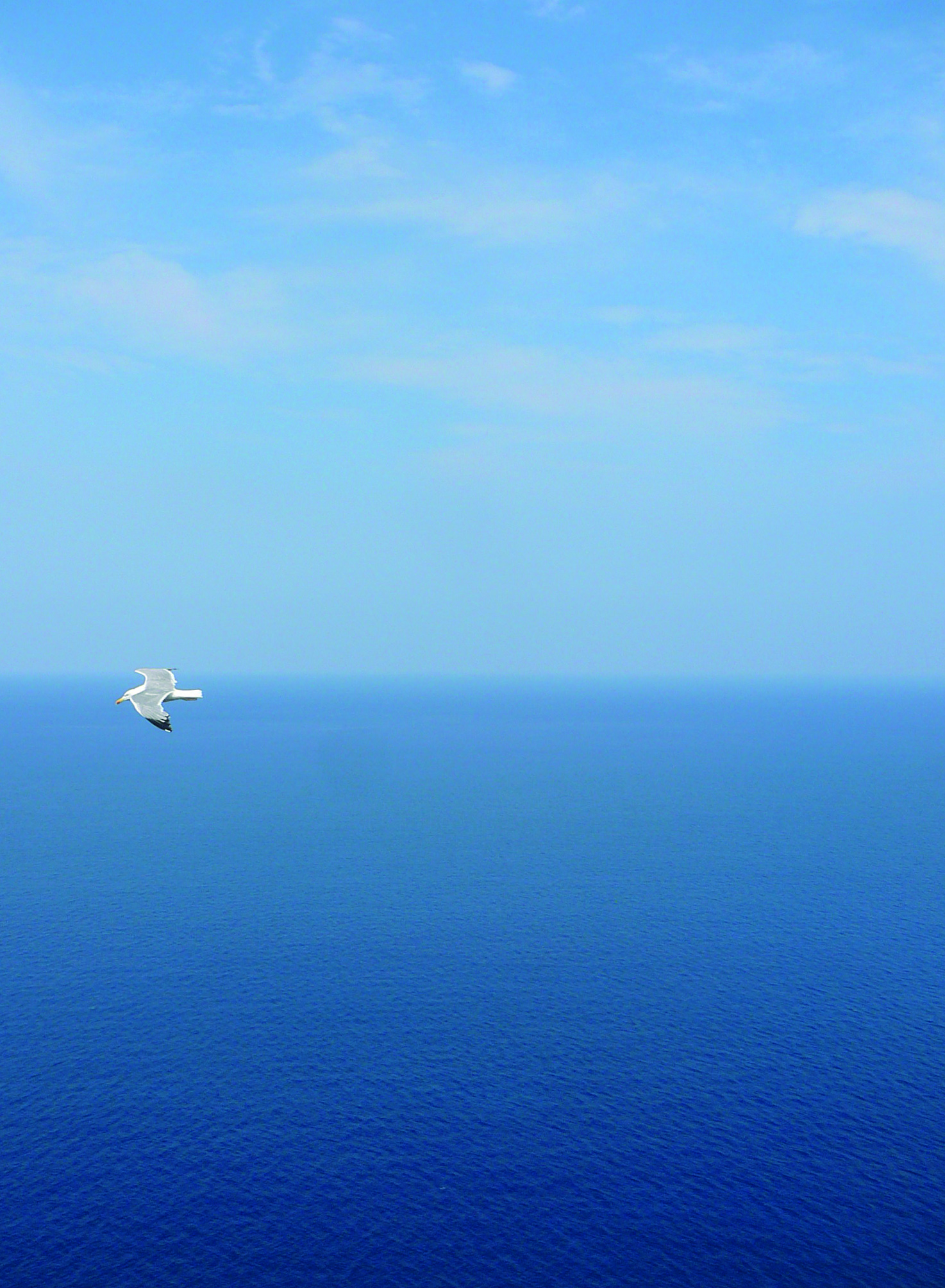 Seagull in Formentera