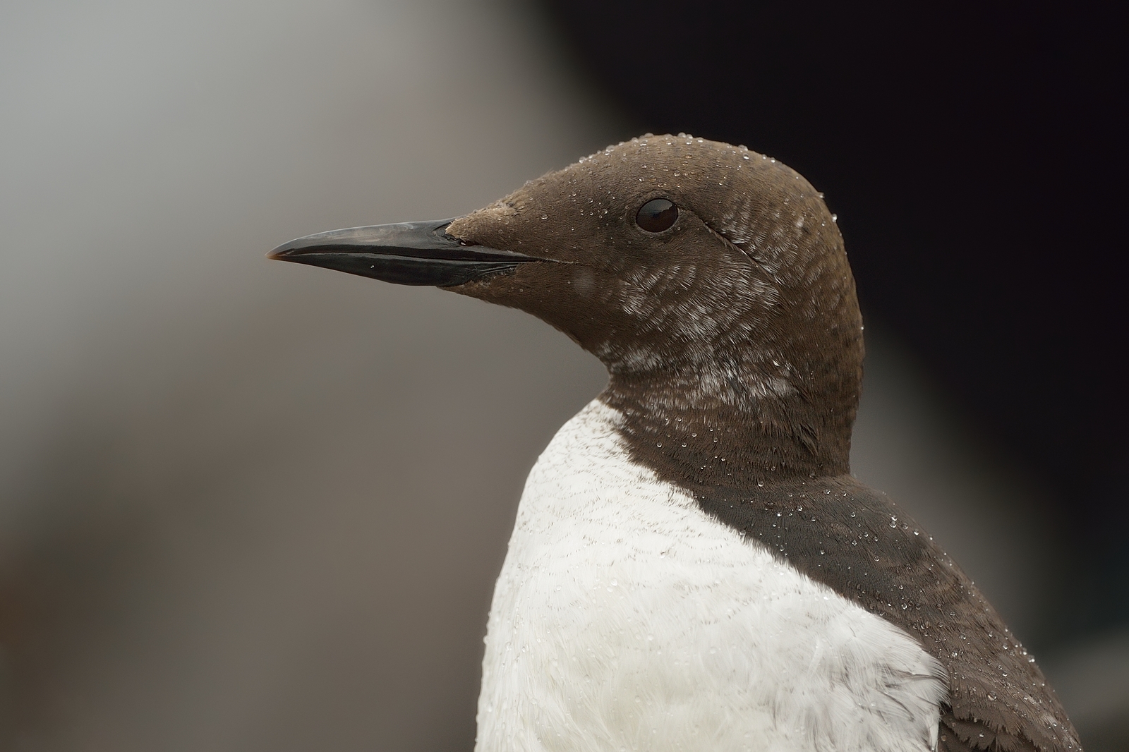 Uria aalge aalge (Uria comune)