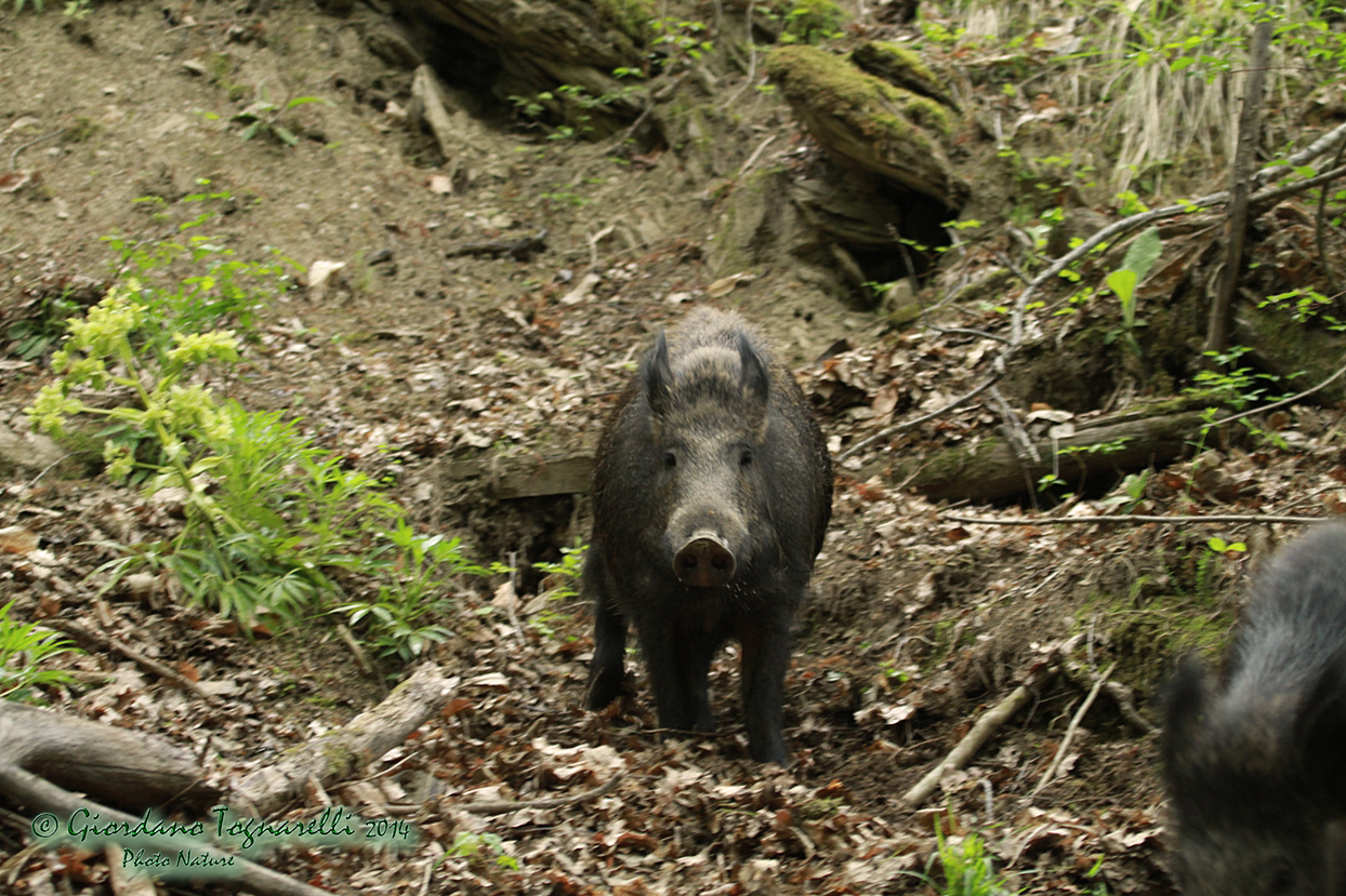 Ginghiale (Foto n°3)