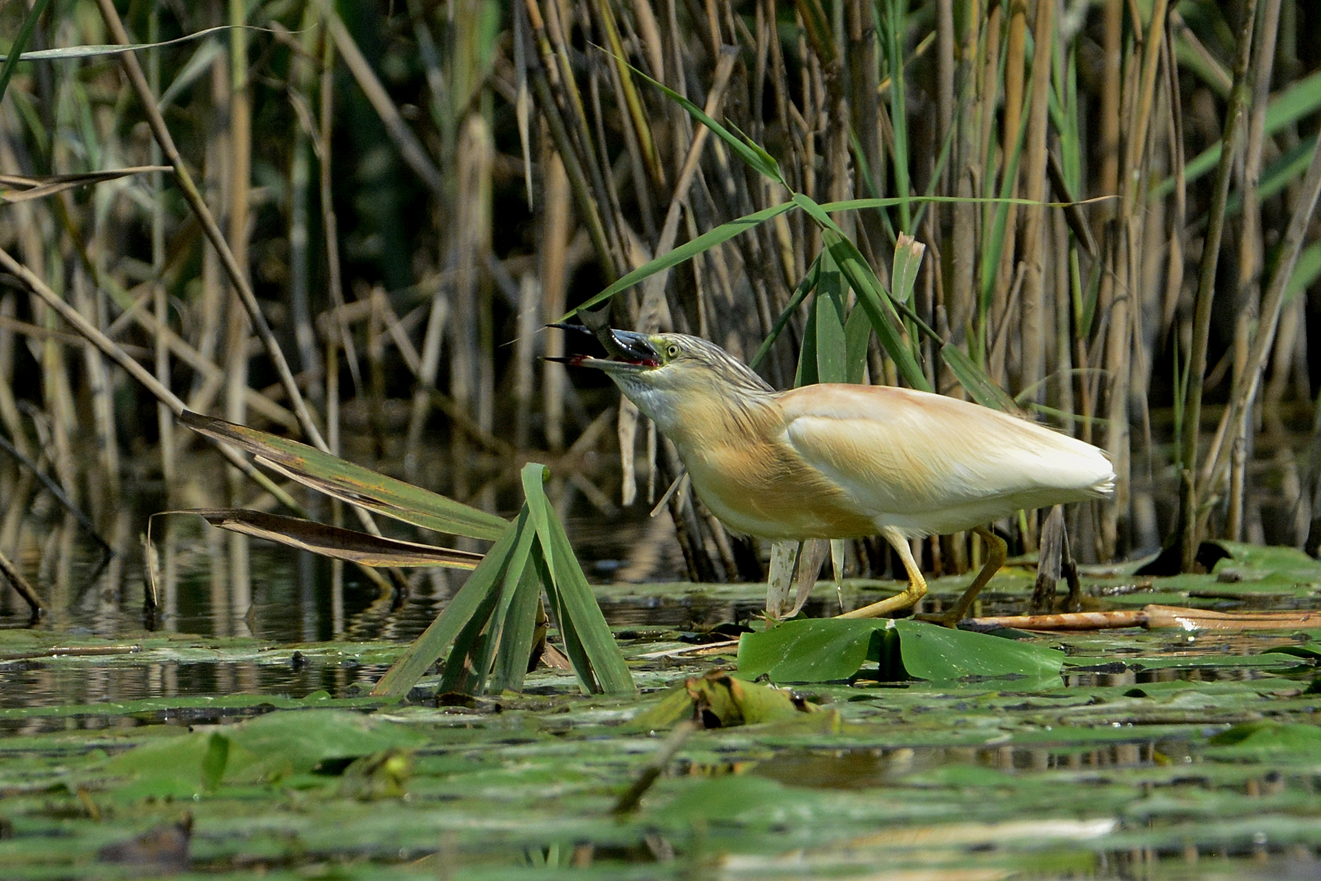 sgarza ciuffetto ingorda