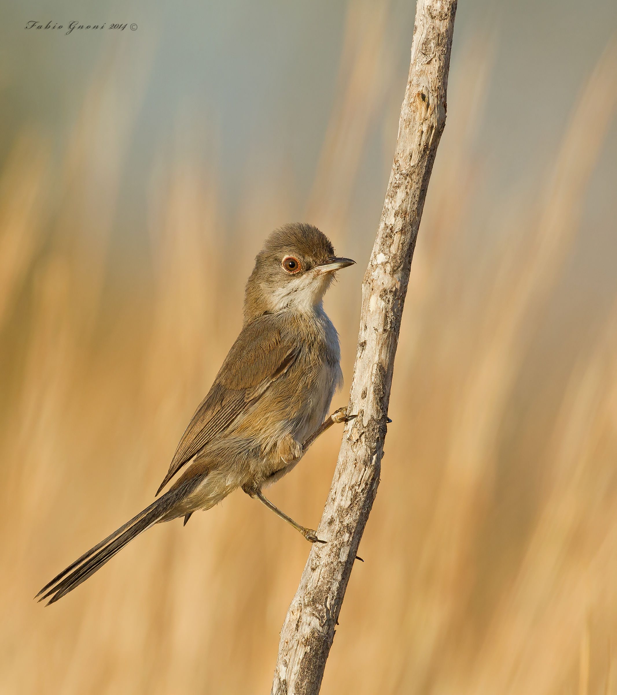 Occhiocotto vanitoso