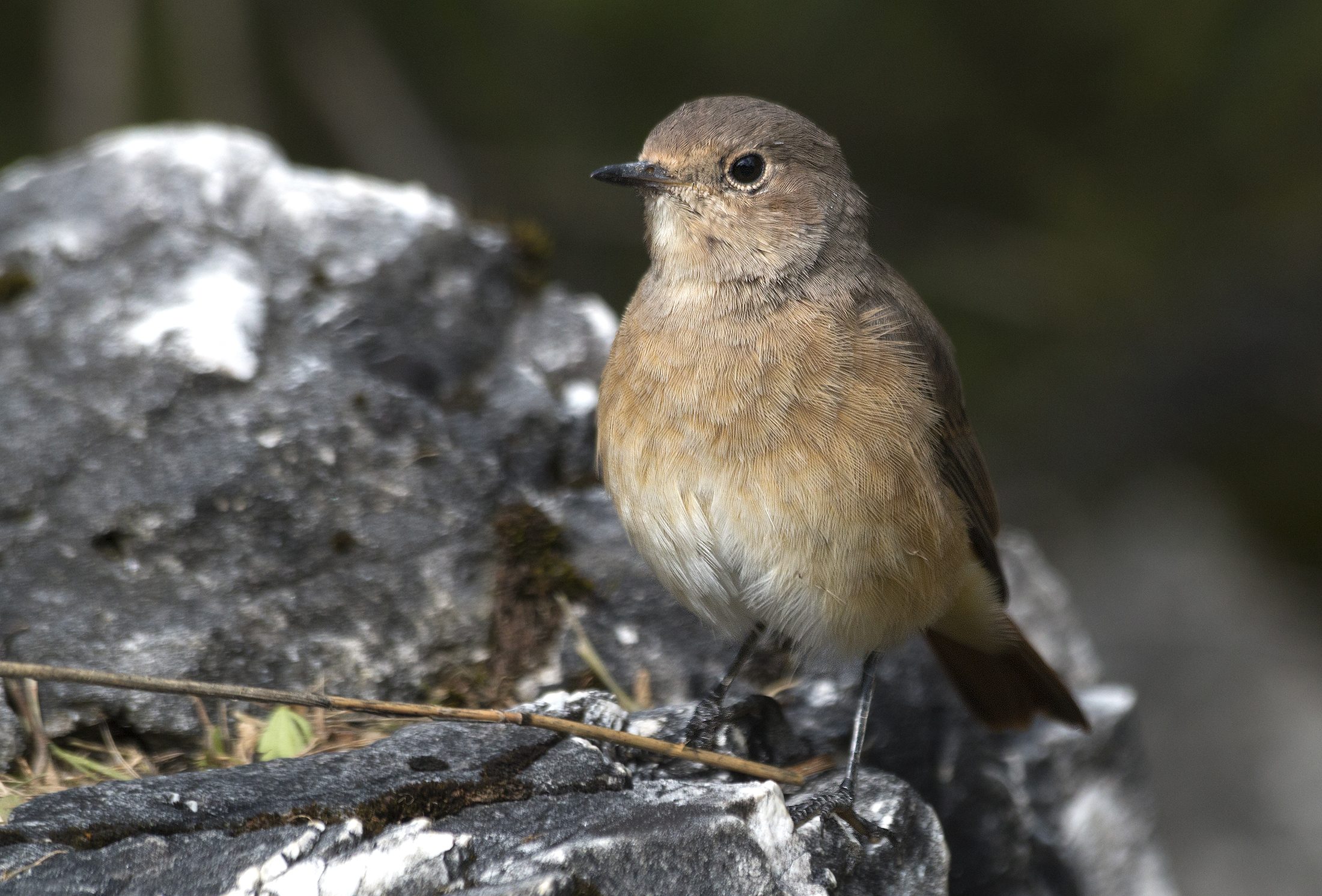 codirosso spazzacamino femmina