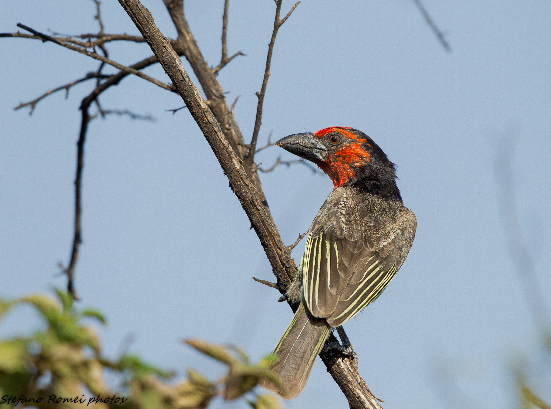 black collared barbet