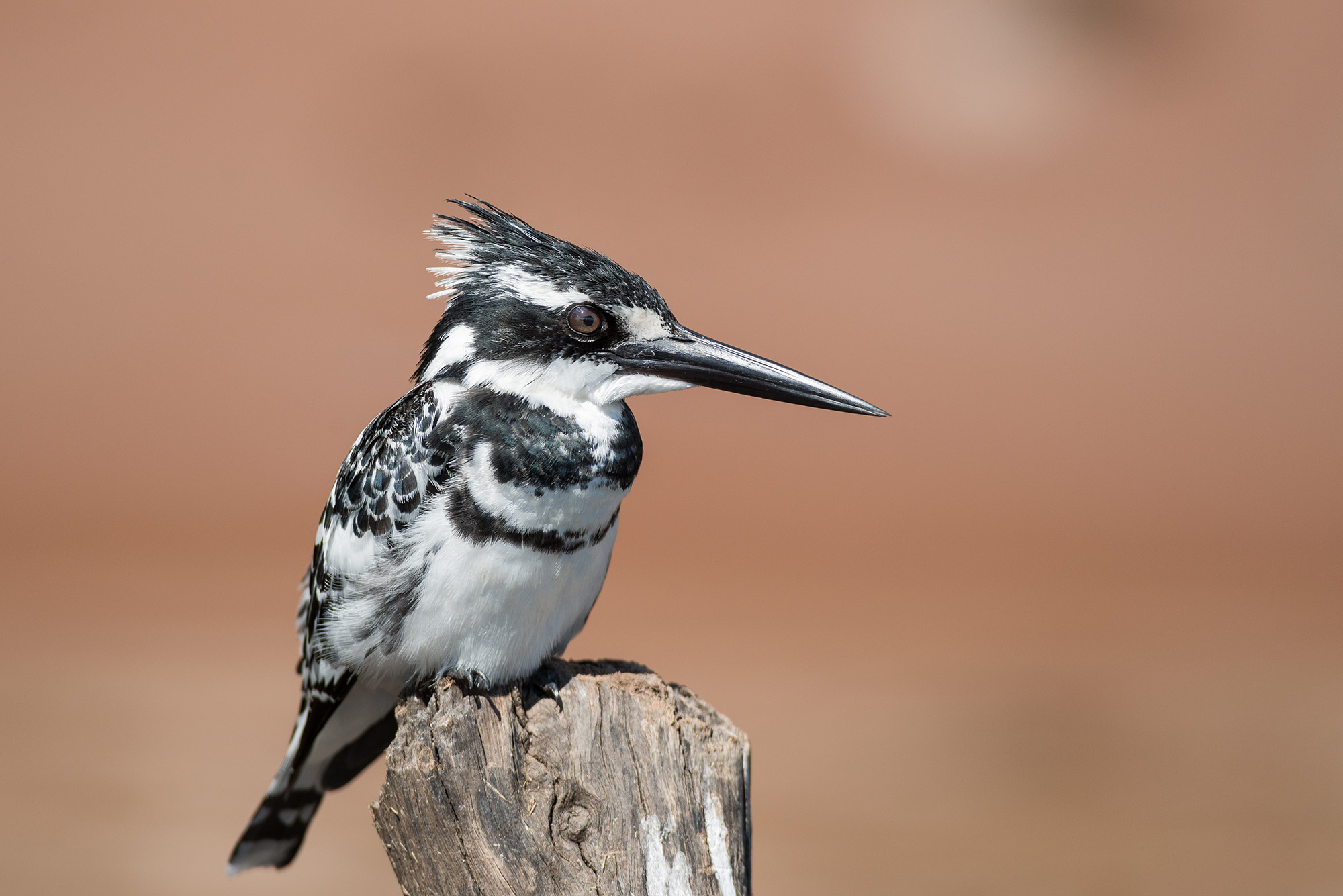 Kingfisher black and white (Pied Kingfisher)