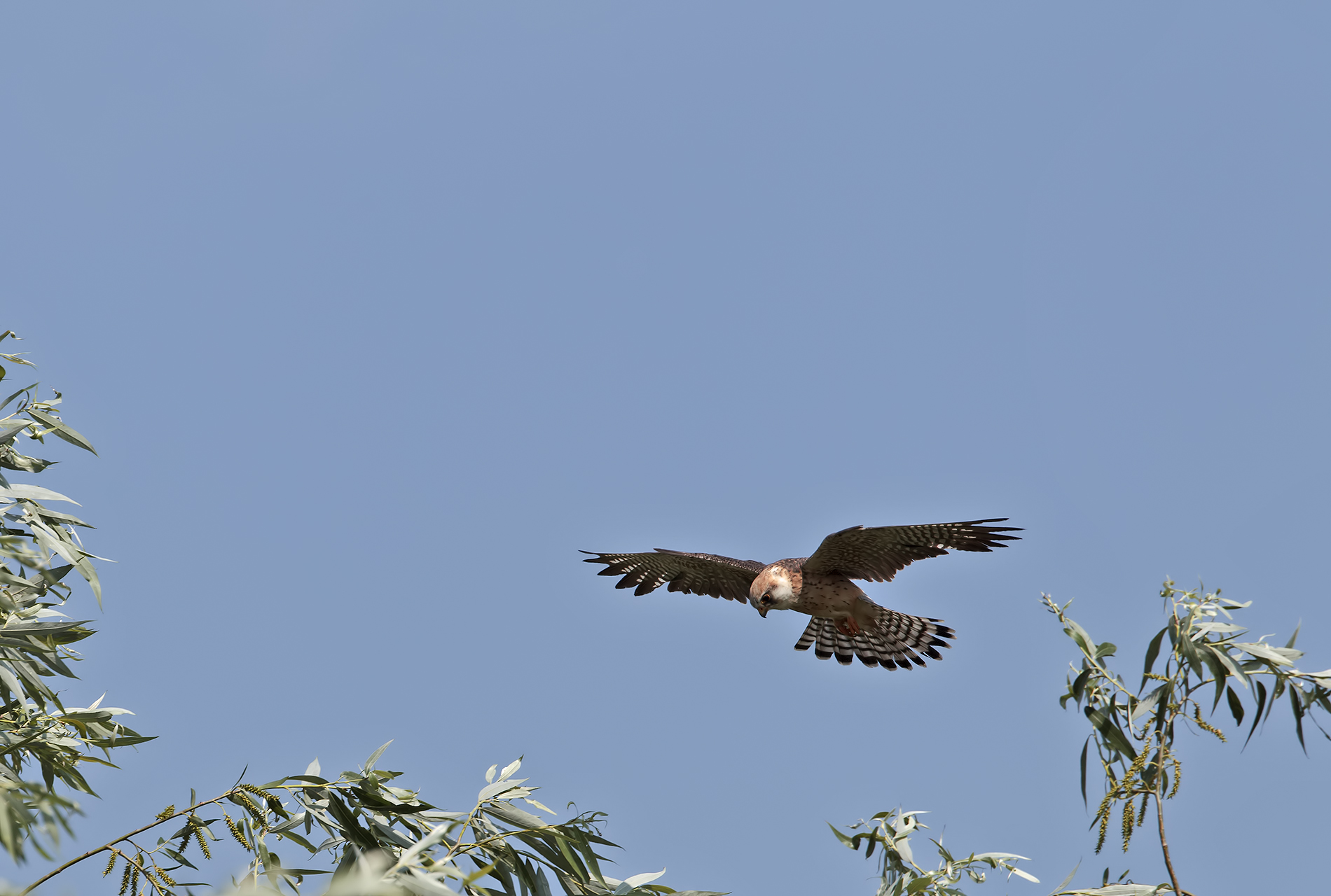 Red-footed Falcon on patrol