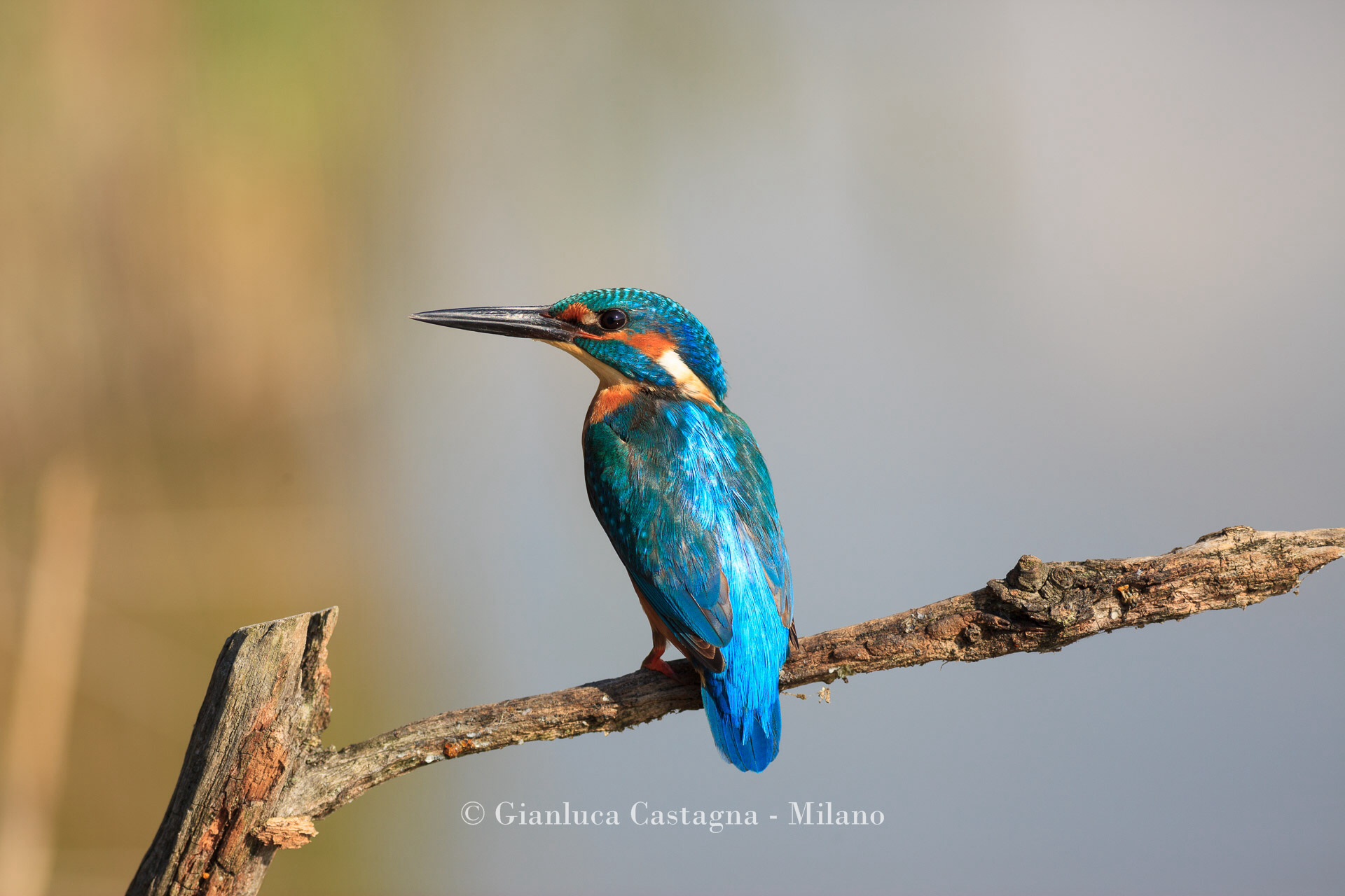 Kingfisher, 2014