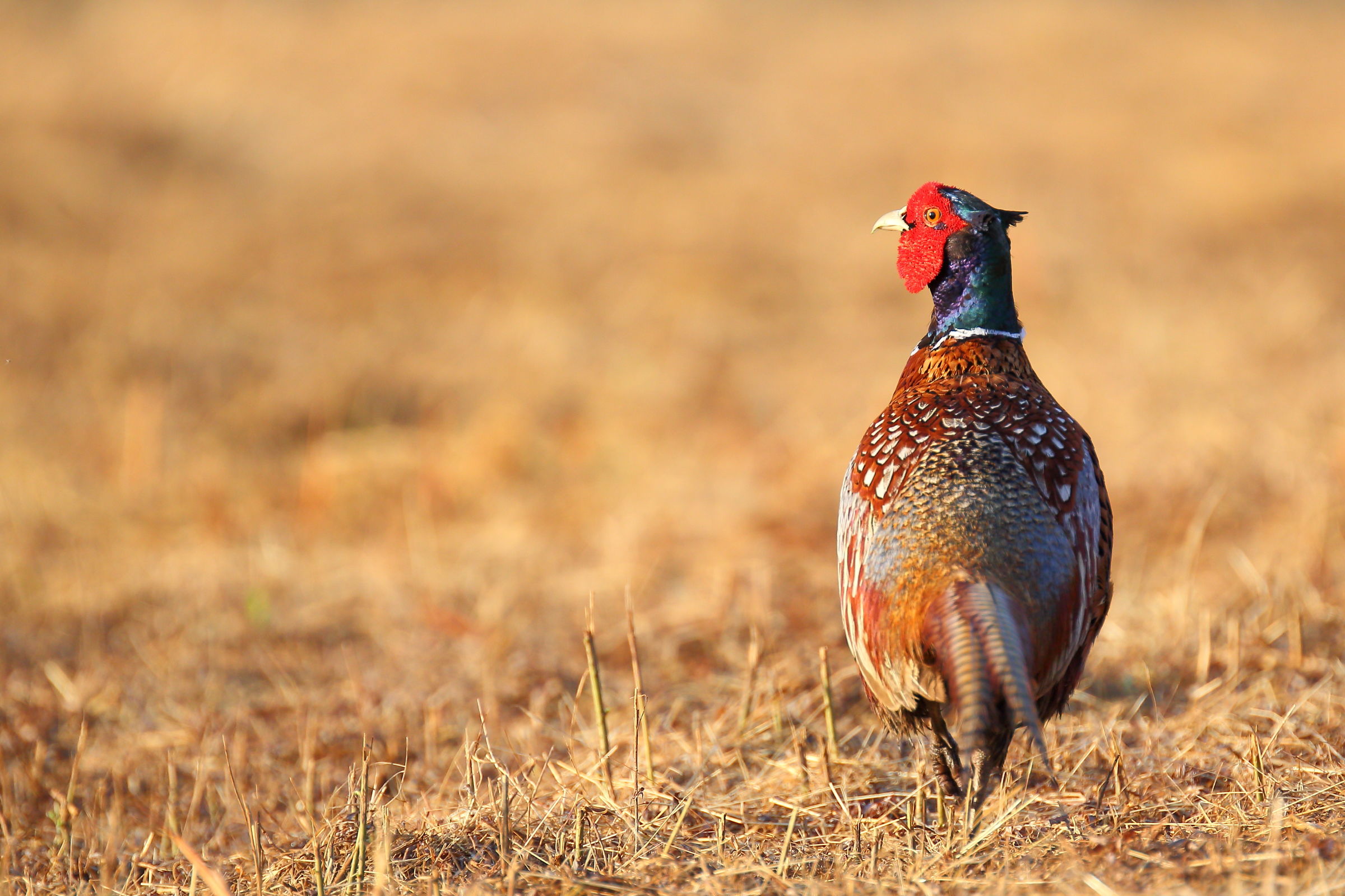 Pheasant dawn