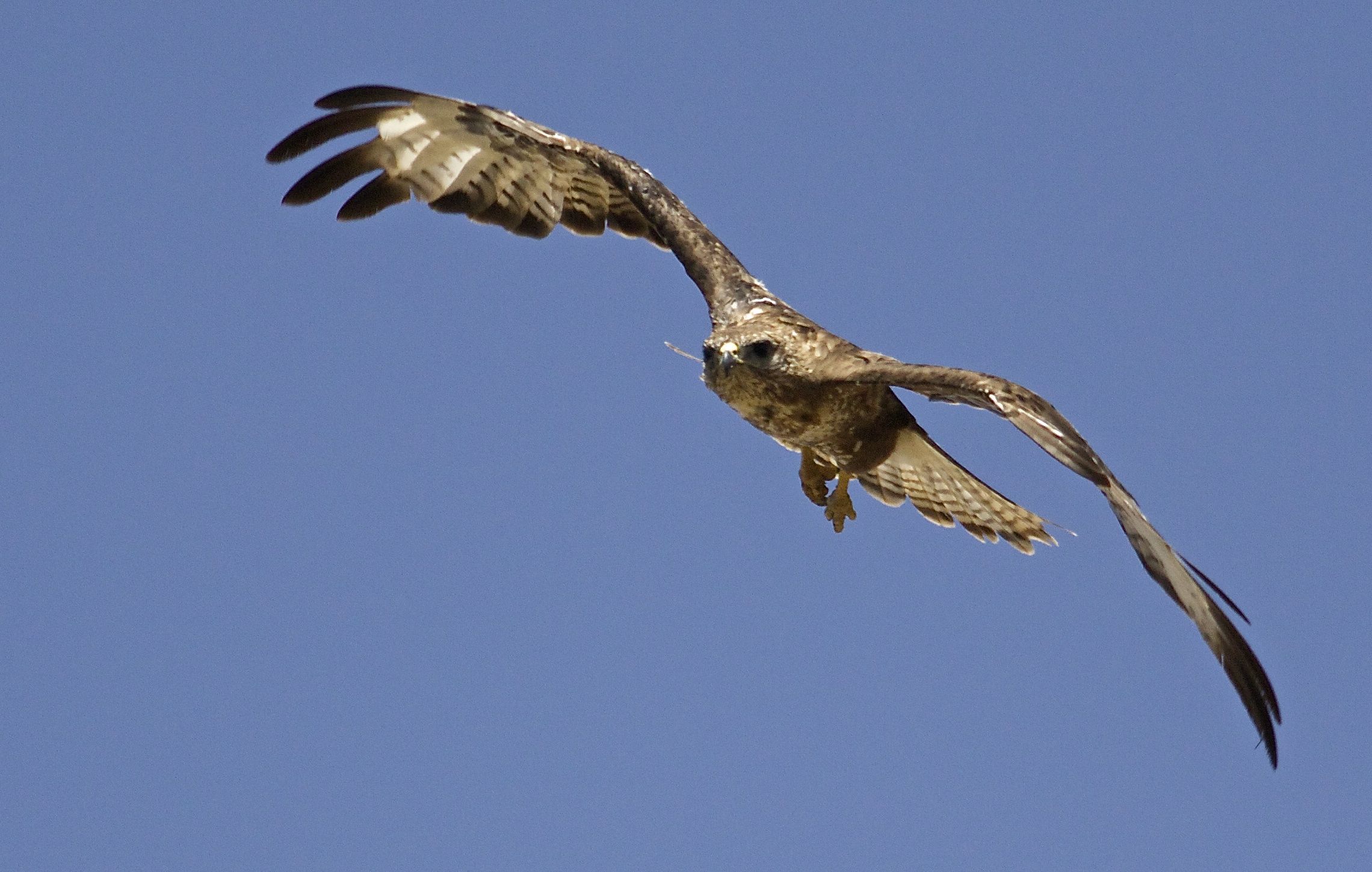 poiana (quando non si usa AI Servo)