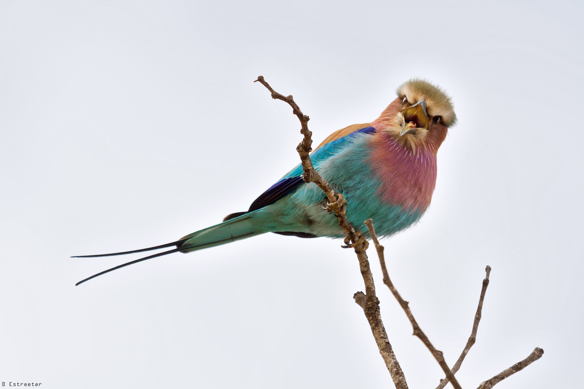 Lilac Breasted Roller