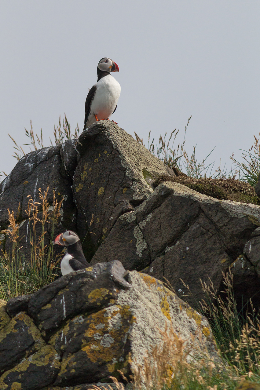 Puffin island, Islanda