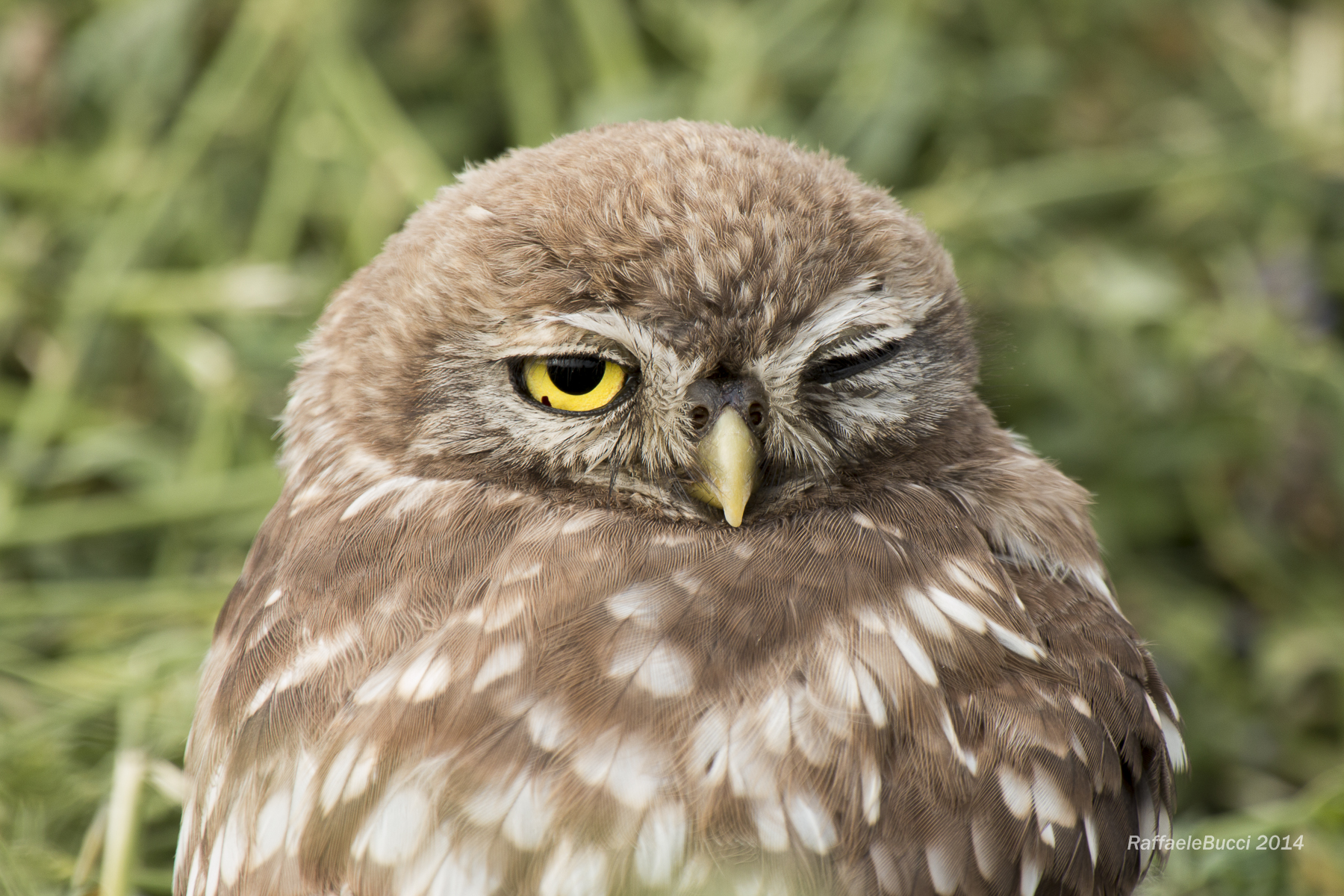 Un saluto dalla civetta