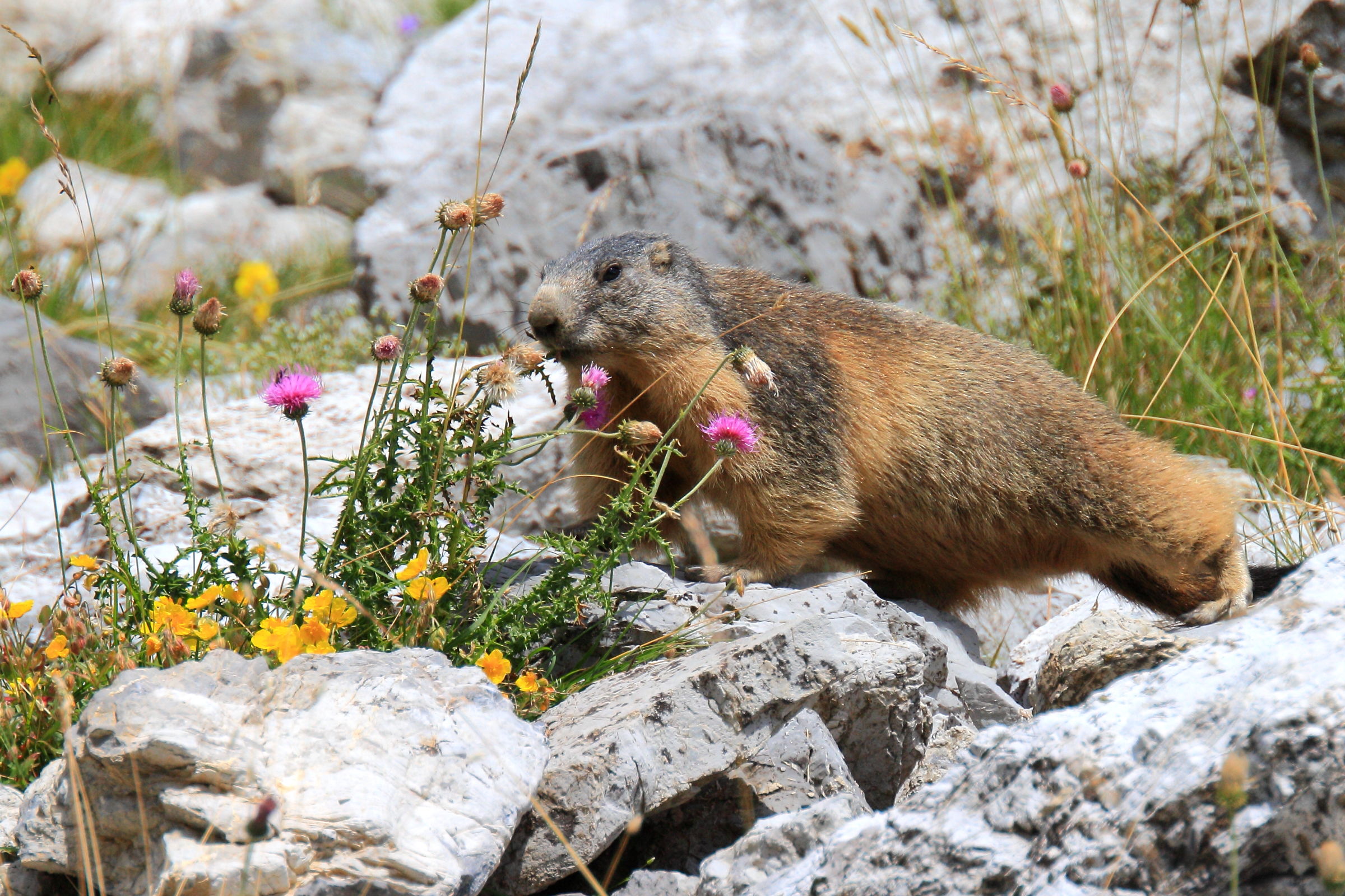 Marmot