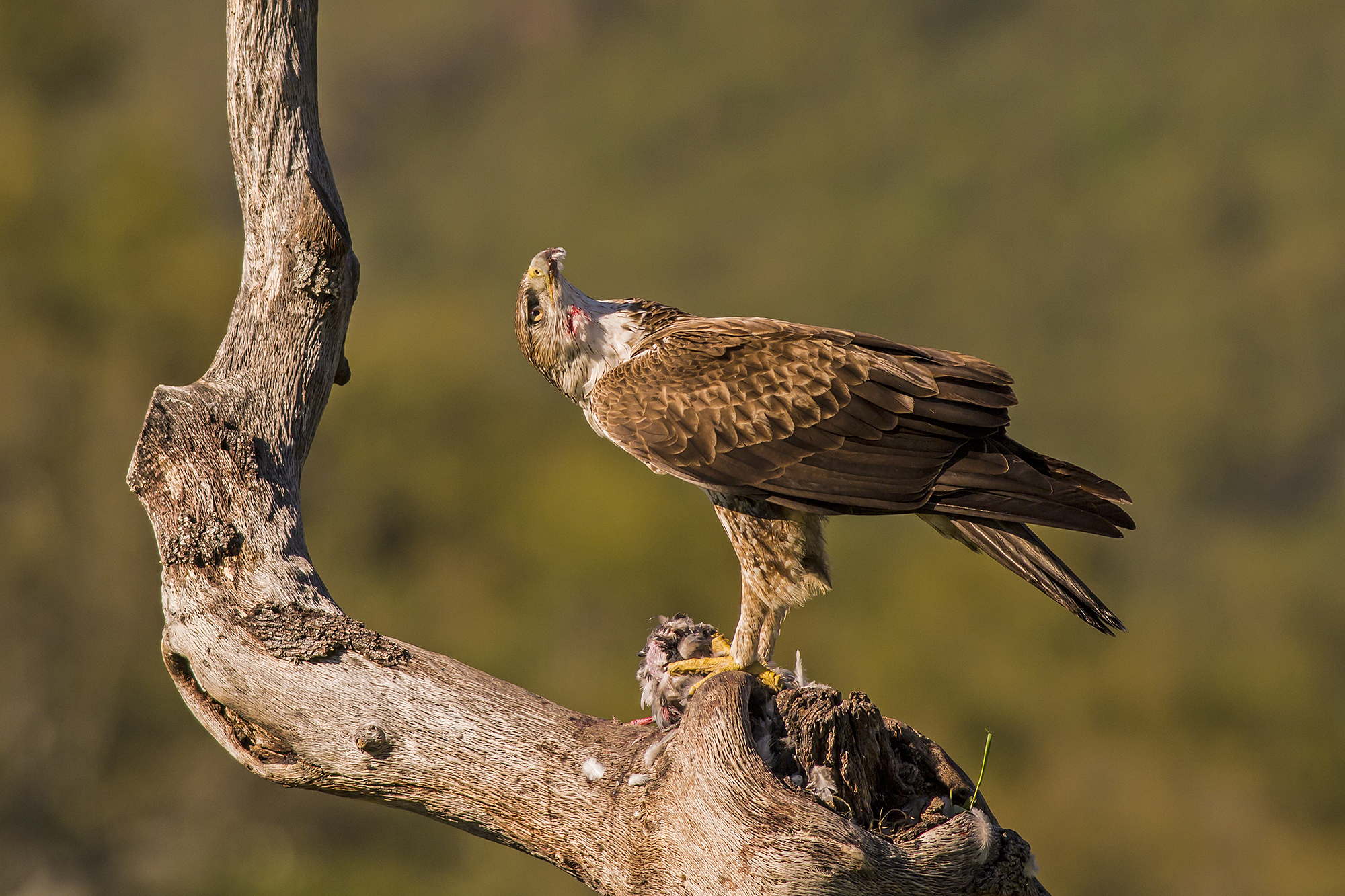 a look to the sky .....