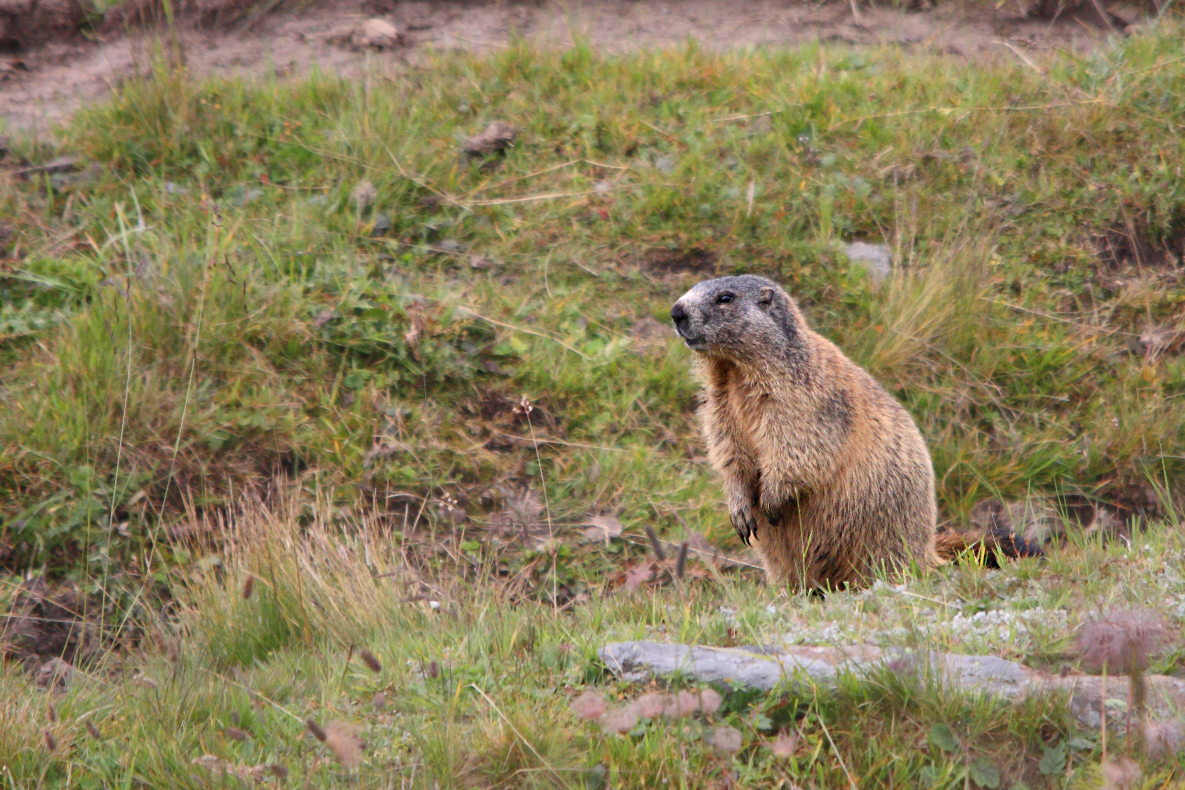 Marmotta alpina